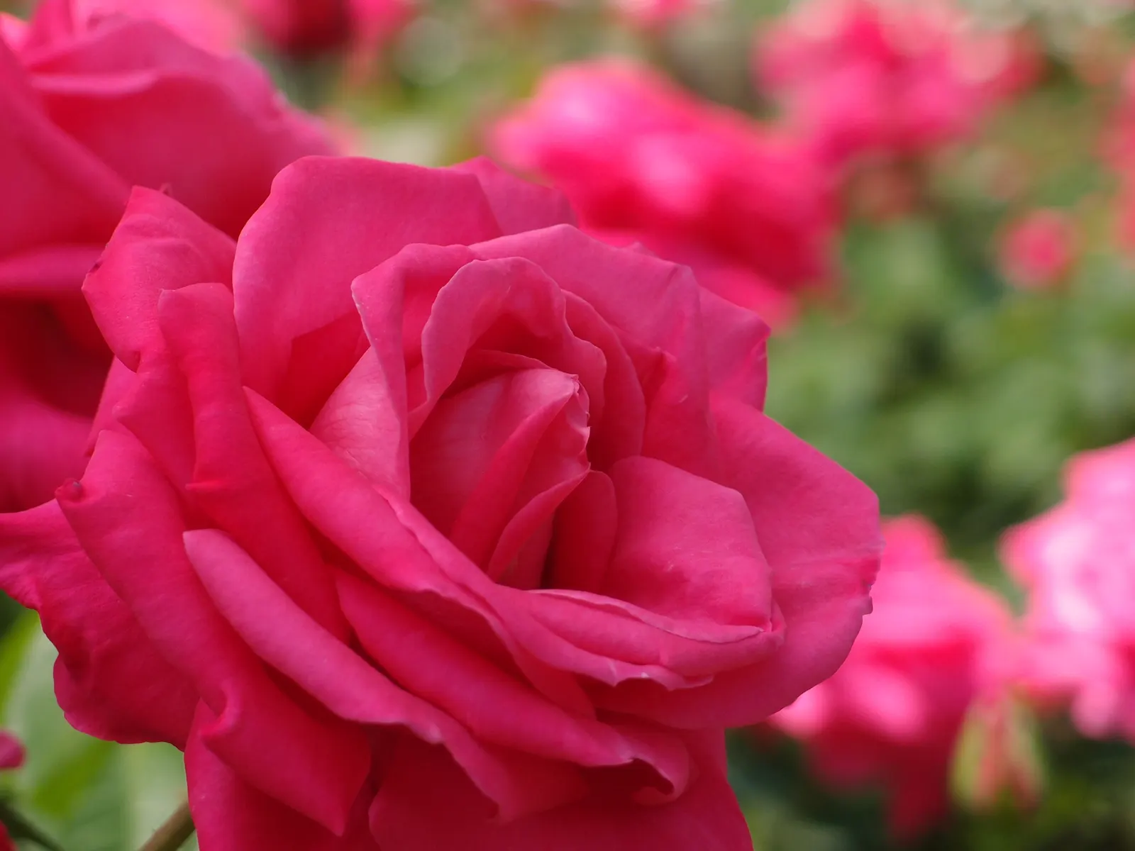 Miss All-American Beauty Garden Ros (Rosa 'Miss All-American Beauty') — This rose prefers full sun exposure