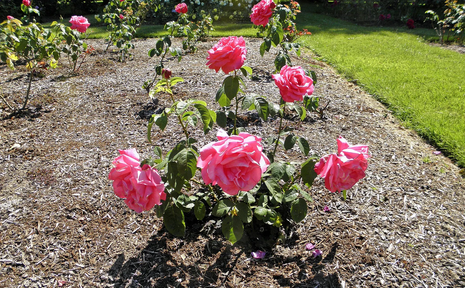 Miss All-American Beauty Garden Ros (Rosa 'Miss All-American Beauty') — Full sun and well-draining soil promote its best growth and stunning summer blooms