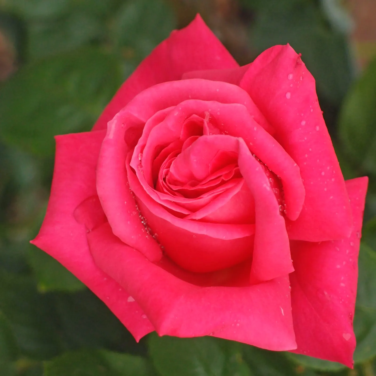 Miss All-American Beauty Garden Ros (Rosa 'Miss All-American Beauty') — The Rosa 'Miss All-American Beauty' is a hybrid tea rose that offers glamorous; this
