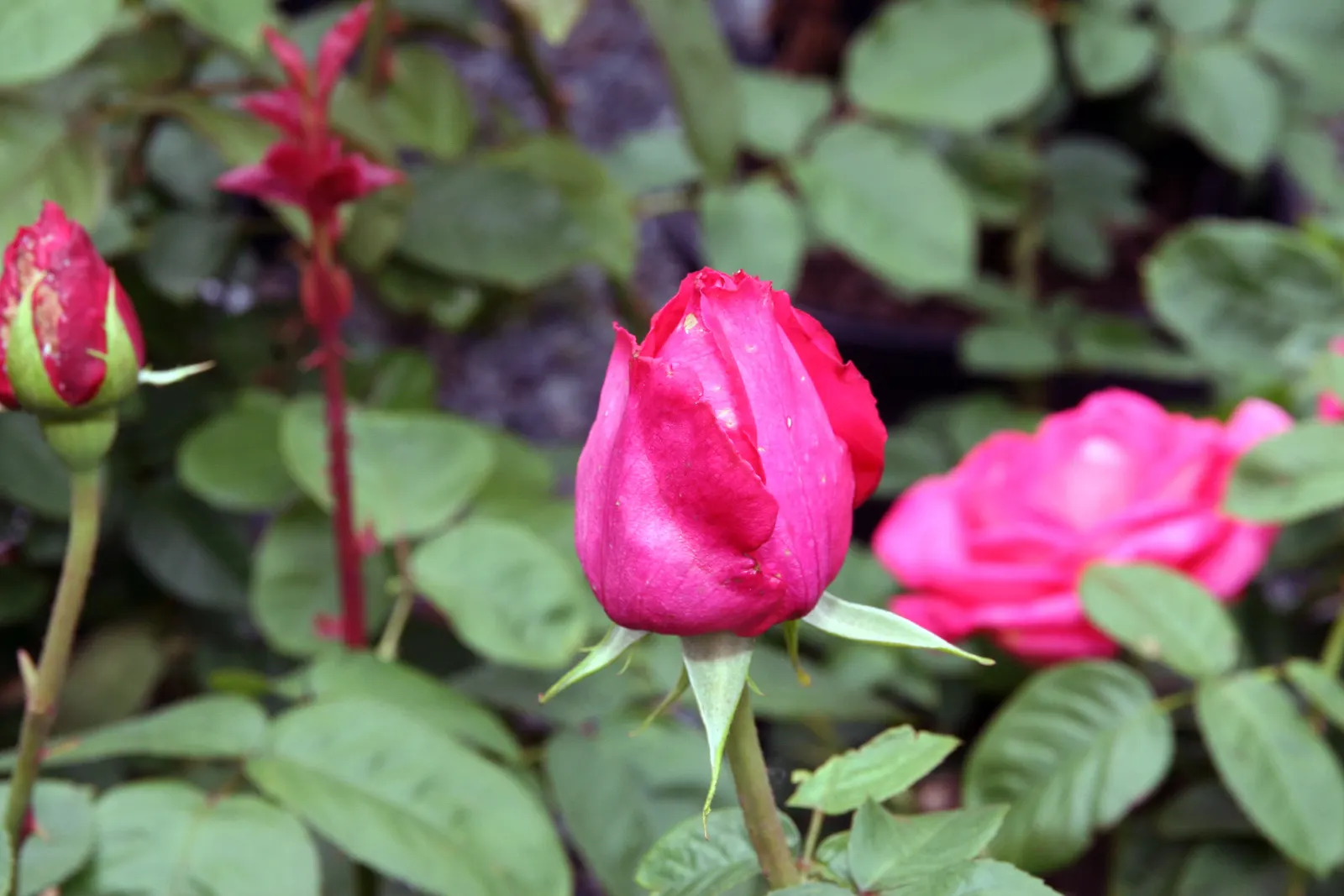 Miss All-American Beauty Garden Ros (Rosa 'Miss All-American Beauty') — Full sun and well-draining soil promote its best growth and stunning summer blooms; it