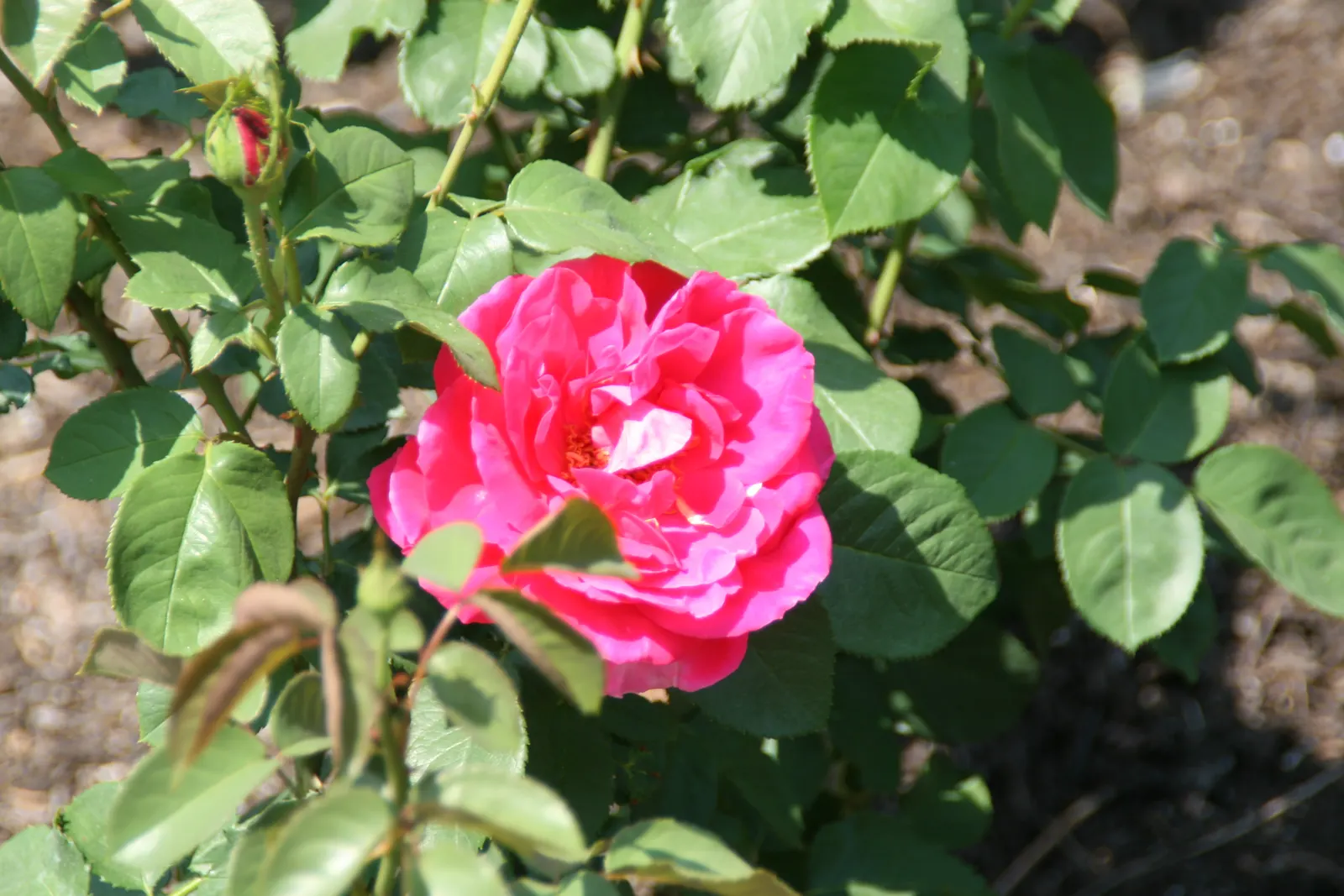 Miss All-American Beauty Garden Ros (Rosa 'Miss All-American Beauty') — a captivating hybrid tea rose