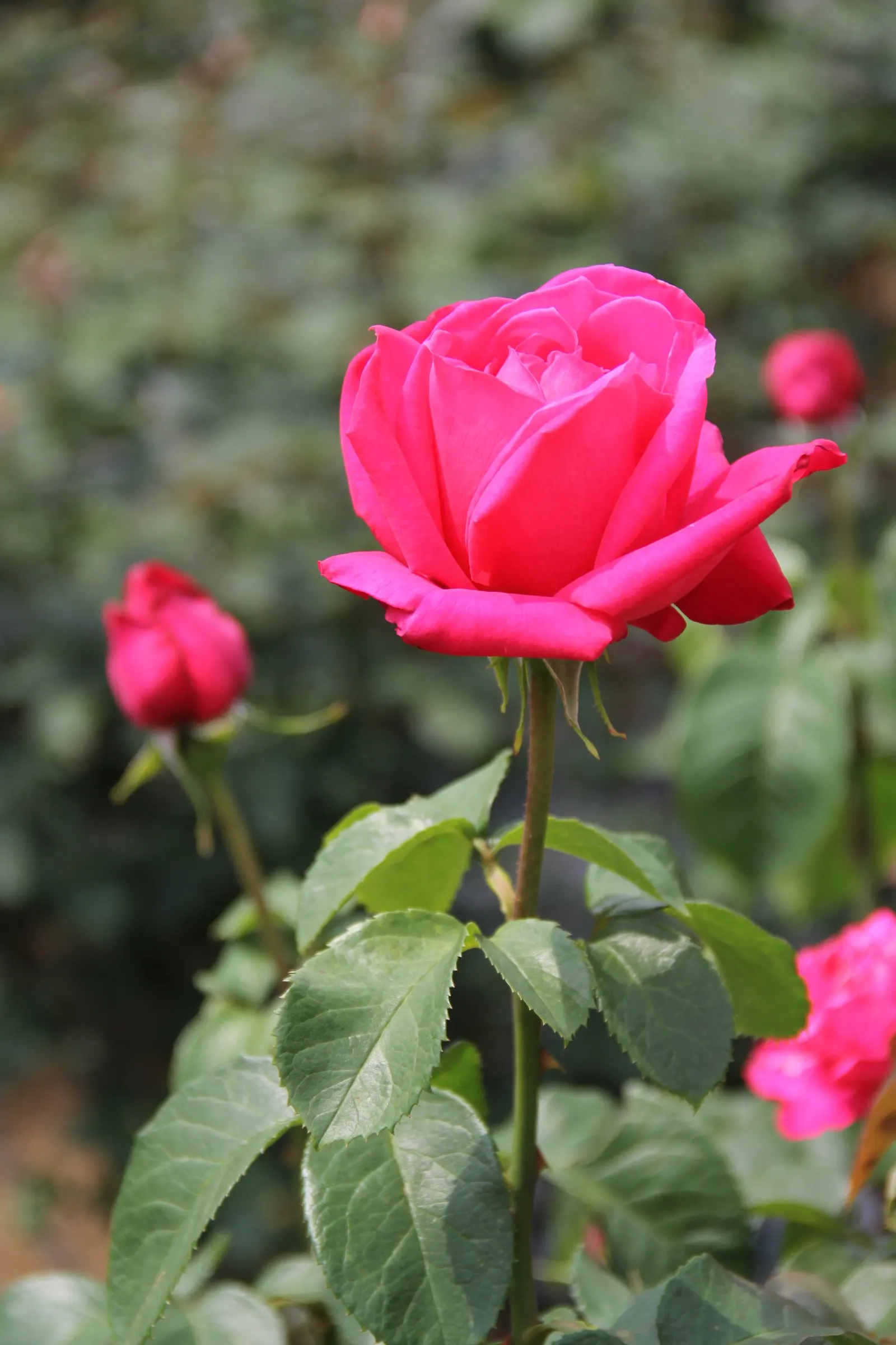 Miss All-American Beauty Garden Ros (Rosa 'Miss All-American Beauty') — Each alluring flower exudes an intoxicating