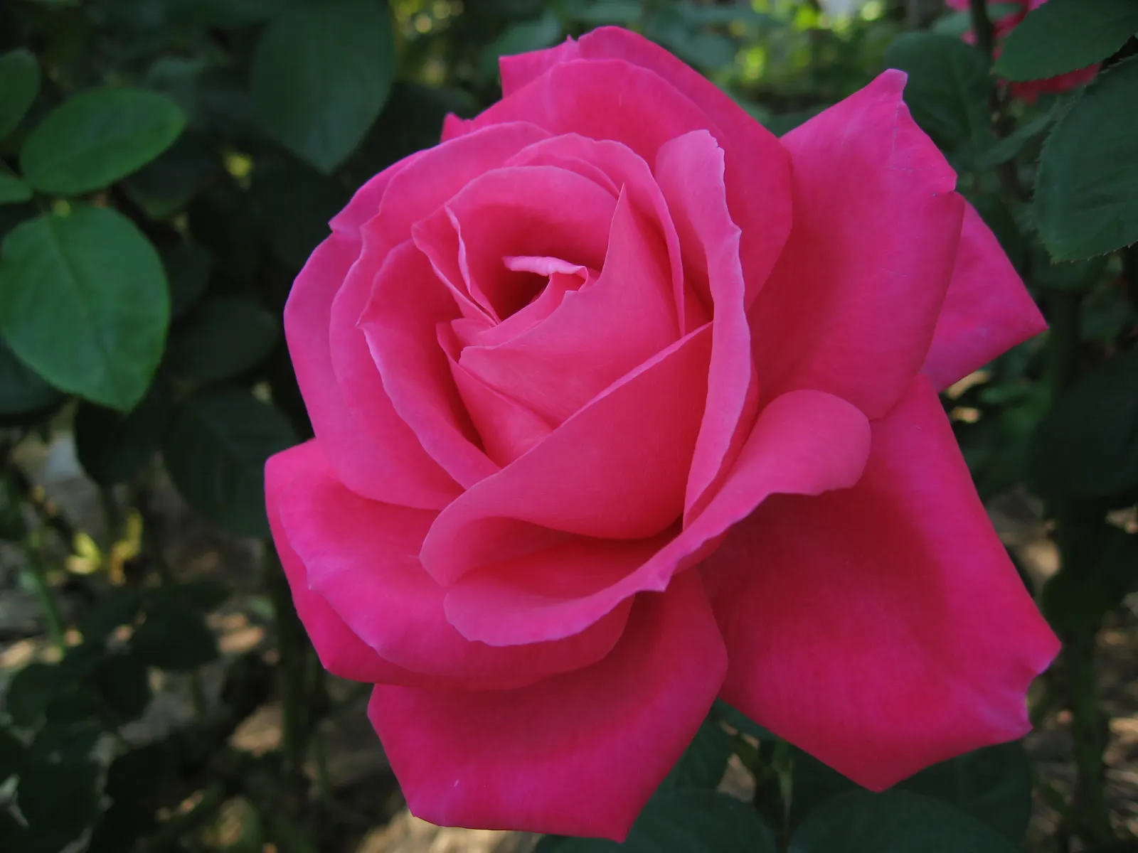 Miss All-American Beauty Garden Ros (Rosa 'Miss All-American Beauty') — velvety petals and can reach an impressive diameter of up to 5 inches when in full bloom