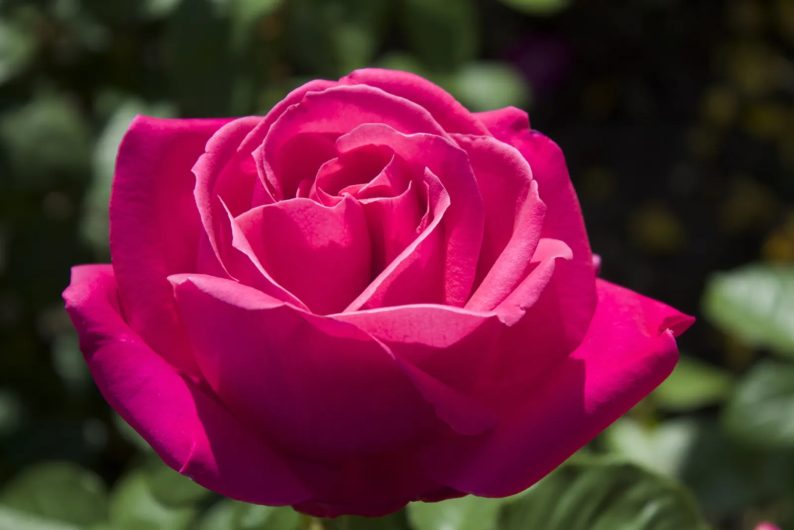 Miss All-American Beauty Garden Ros (Rosa 'Miss All-American Beauty') — This perennial thrives in zones 5 through 9, reaching a mature height of, image 25