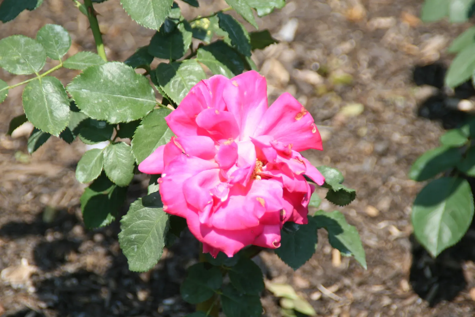 Miss All-American Beauty Garden Ros (Rosa 'Miss All-American Beauty') — especially in well-draining soil that retains moisture without becoming waterlogged