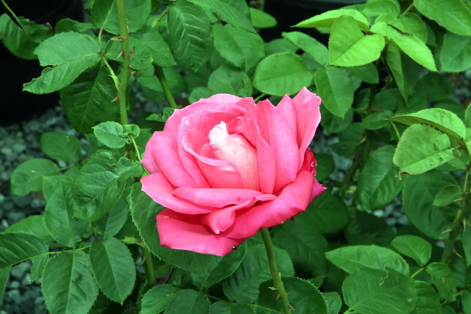 Miss All-American Beauty Garden Ros (Rosa 'Miss All-American Beauty') — hot pink blossoms with a rich; it thrives in USDA Hardiness Zones 5 through 9