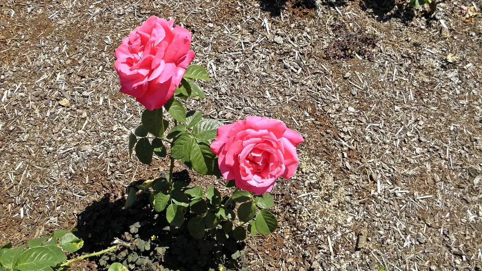Miss All-American Beauty Garden Ros (Rosa 'Miss All-American Beauty') — This illustrious variety showcases a traditional rose form with high-centered