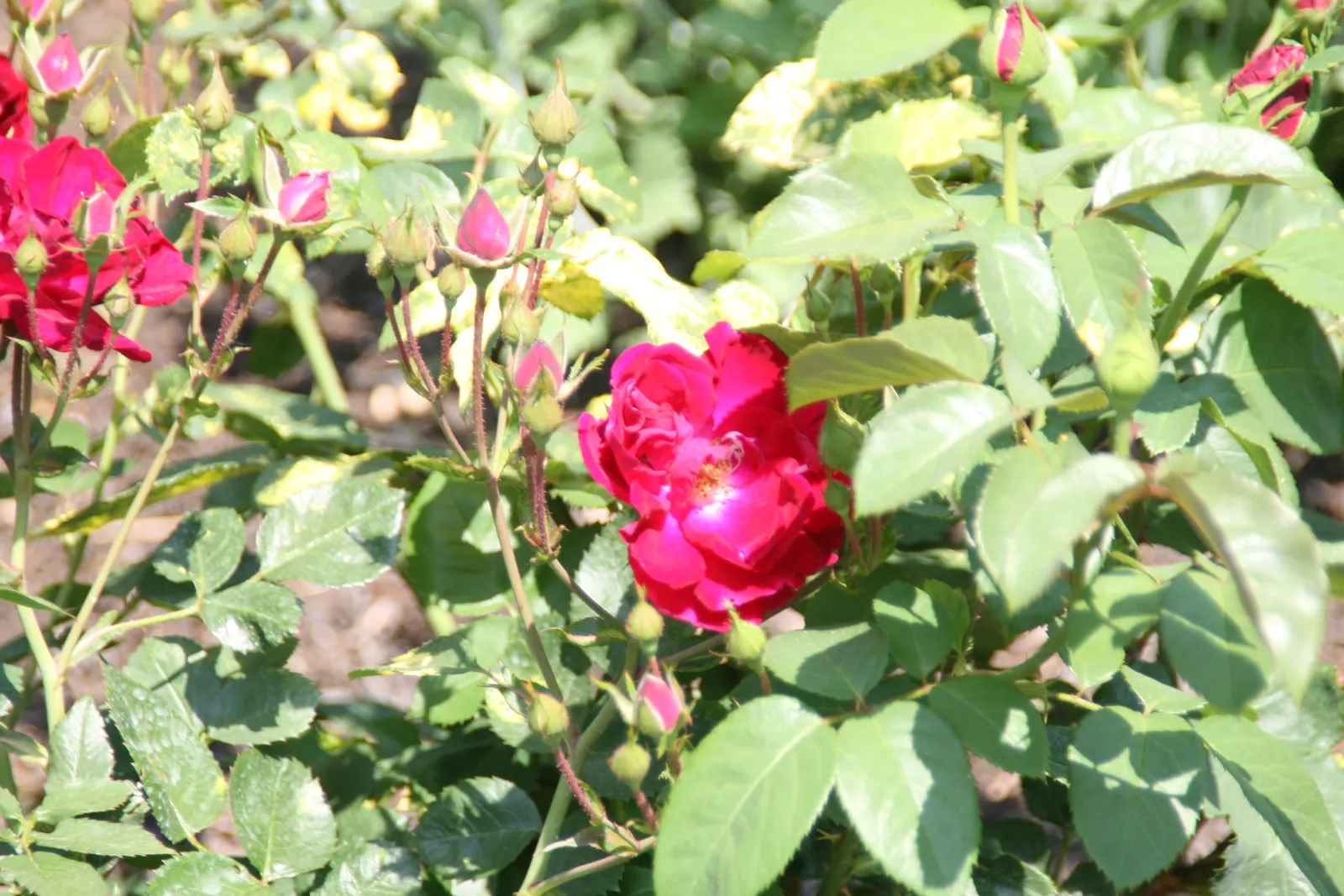 Miss All-American Beauty Garden Ros (Rosa 'Miss All-American Beauty') — Each alluring flower exudes an intoxicating; delivering continuous color and an