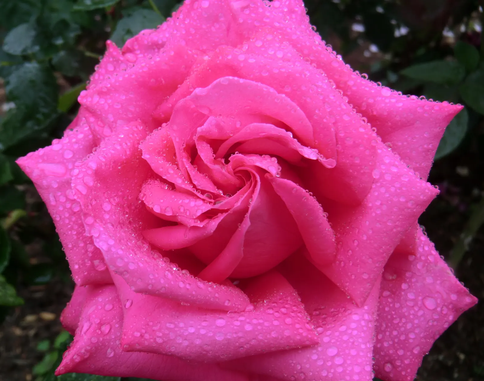 Miss All-American Beauty Garden Ros (Rosa 'Miss All-American Beauty') — Ample space should be allocated for proper air circulation