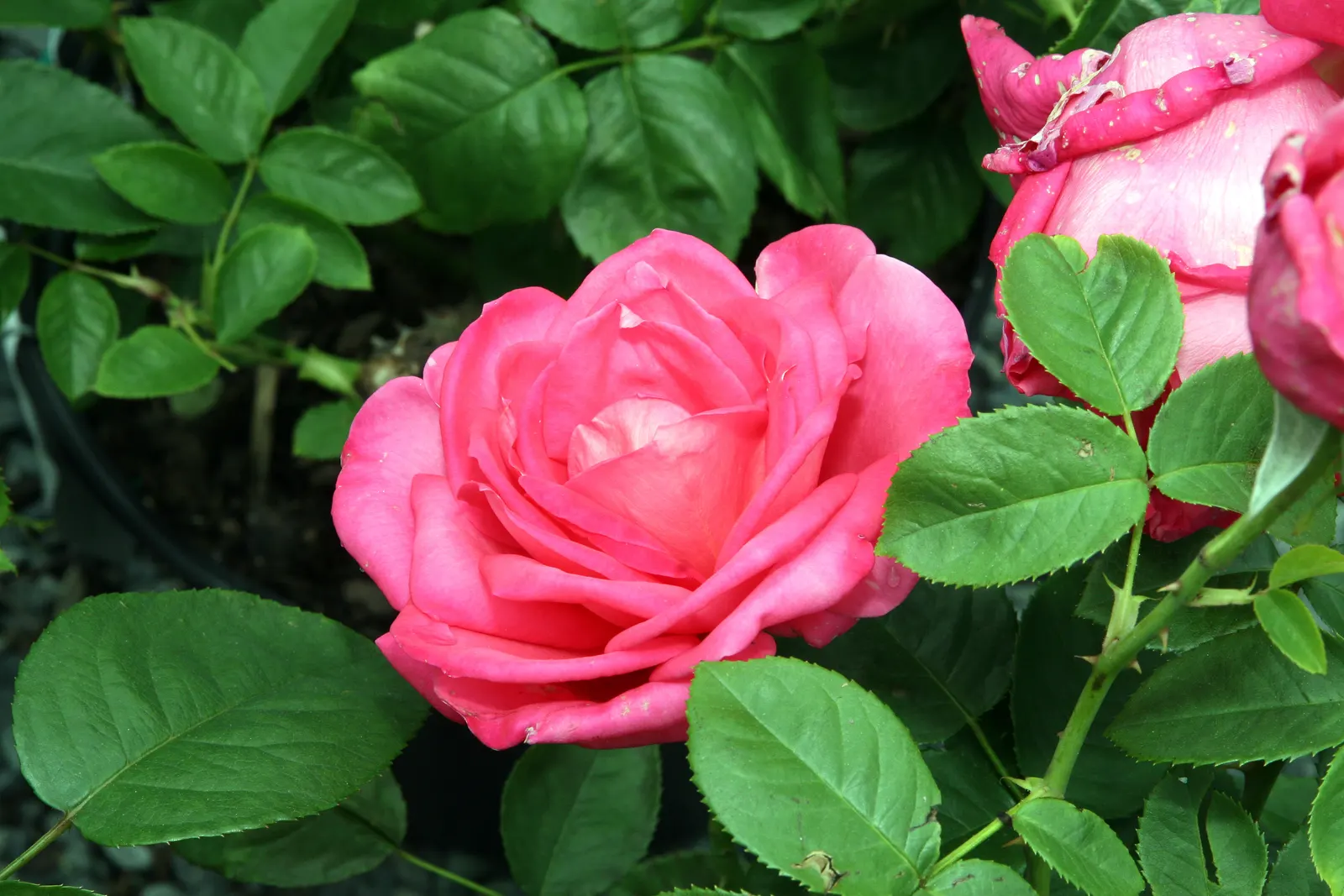 Miss All-American Beauty Garden Ros (Rosa 'Miss All-American Beauty') — shrub for full