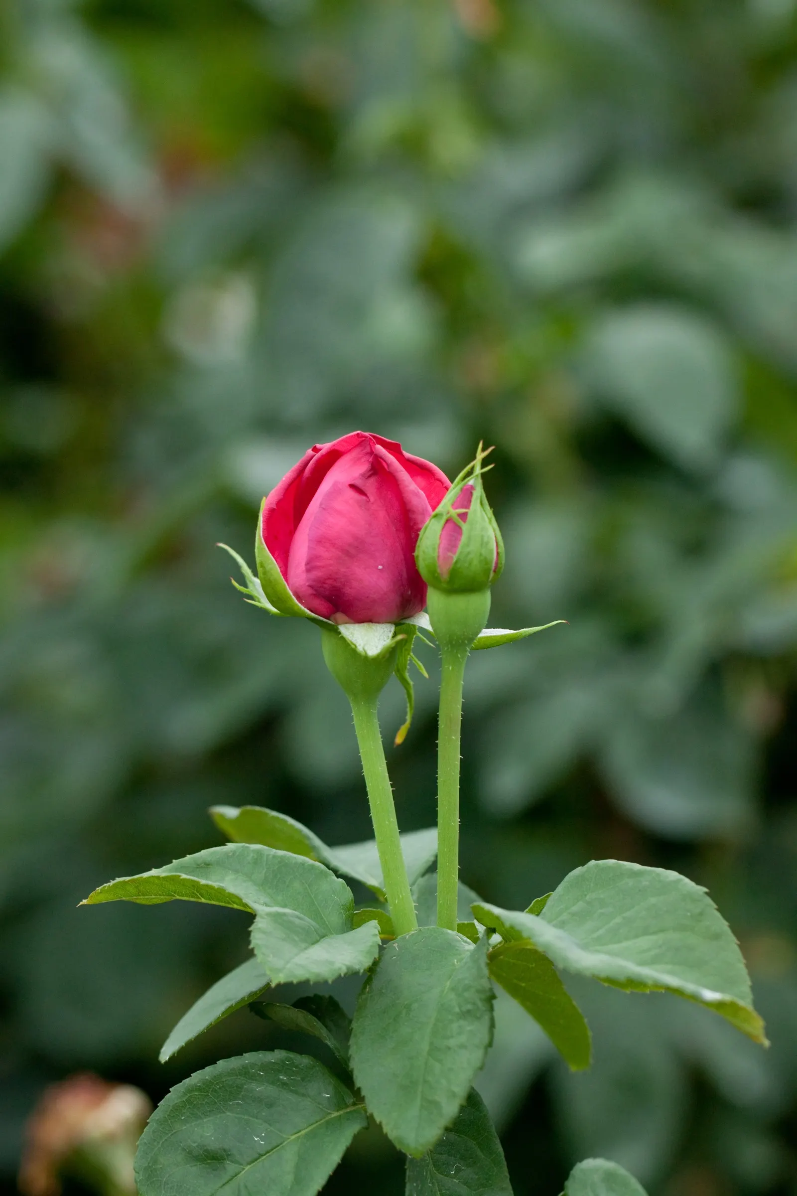 Miss All-American Beauty Garden Ros (Rosa 'Miss All-American Beauty') — shrub with red blooms