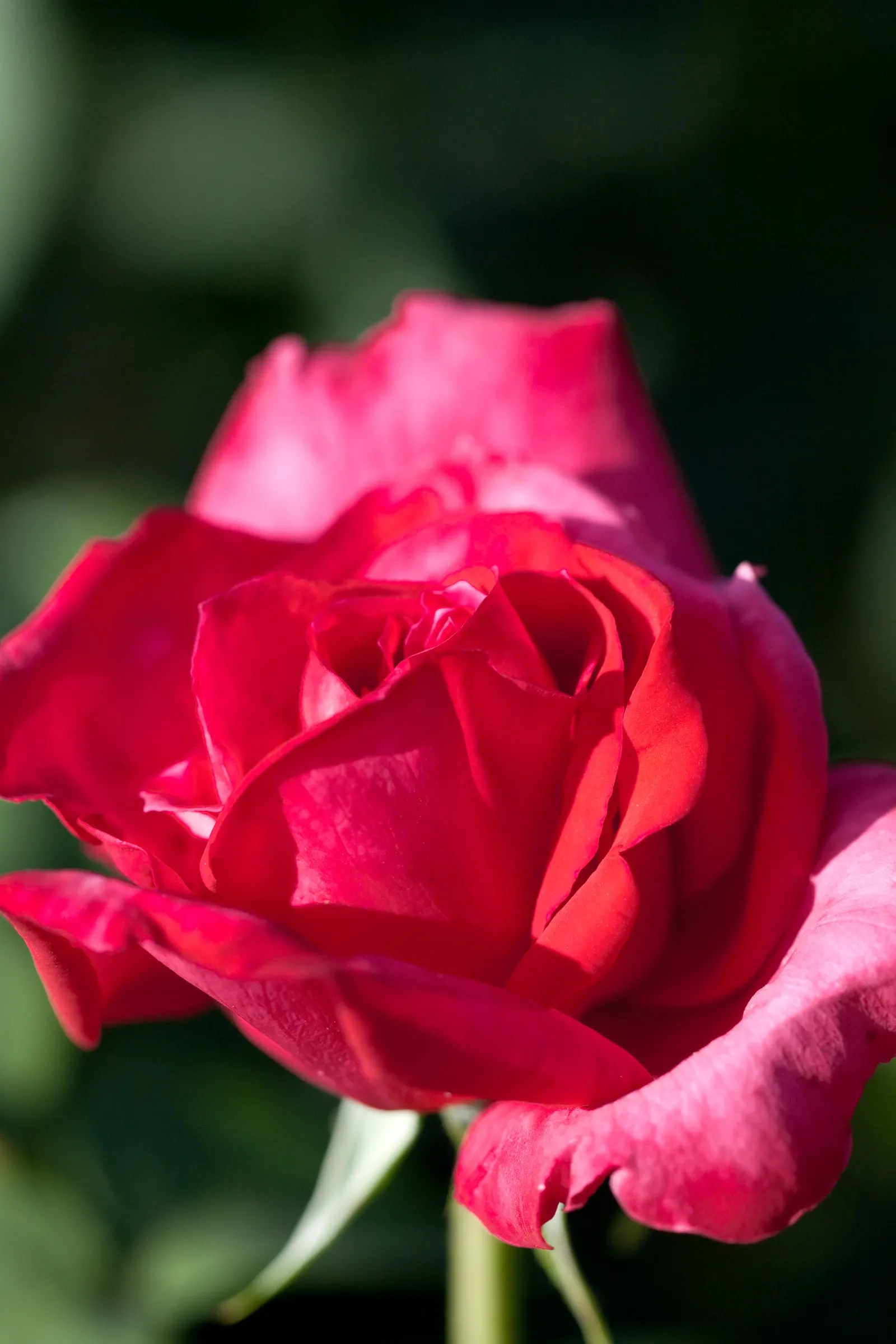 Miss All-American Beauty Garden Ros (Rosa 'Miss All-American Beauty') — sweet aroma that invigorates the senses