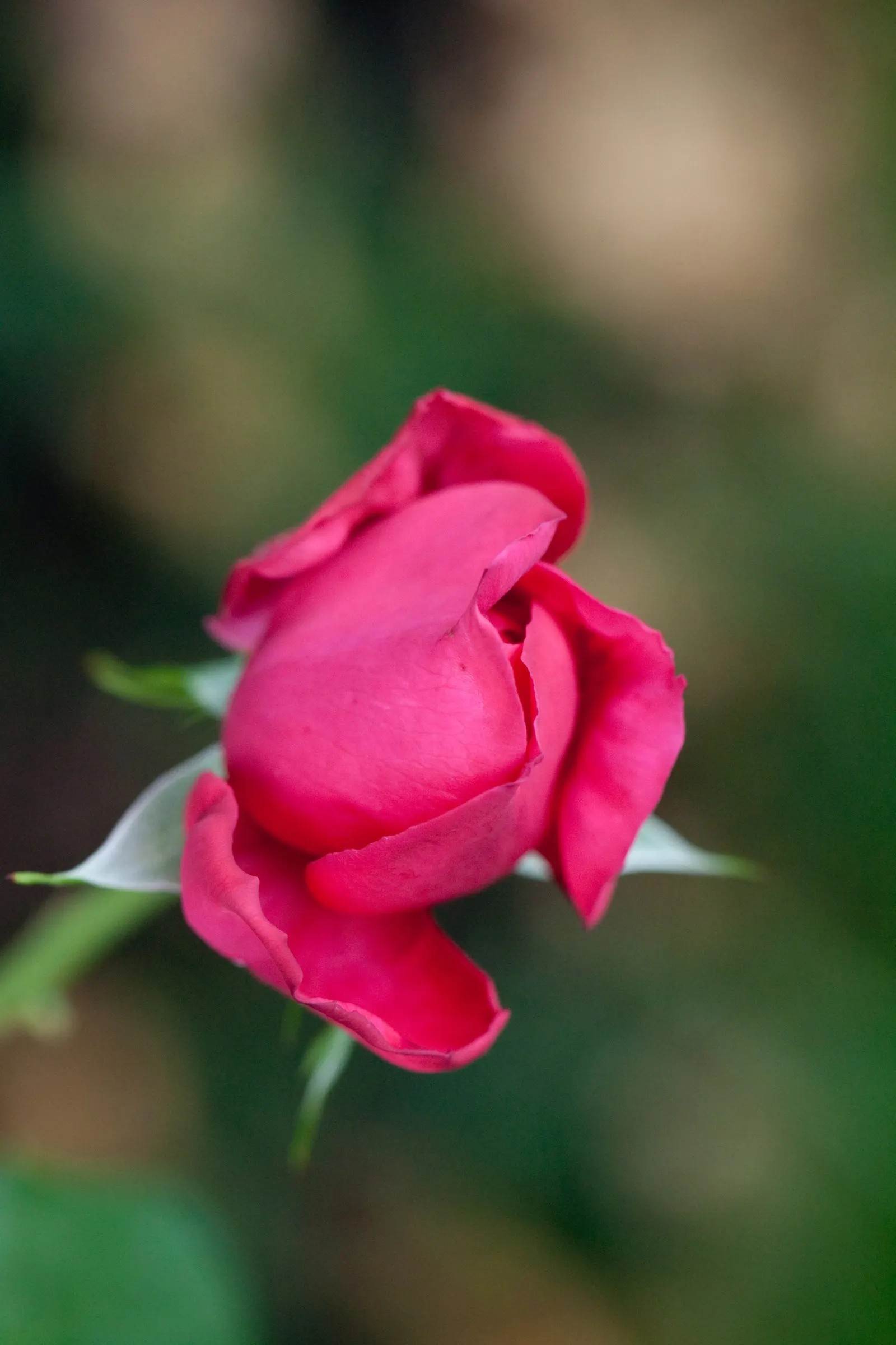 Miss All-American Beauty Garden Ros (Rosa 'Miss All-American Beauty') — requiring at least six hours of direct sunlight per day to flourish and produce