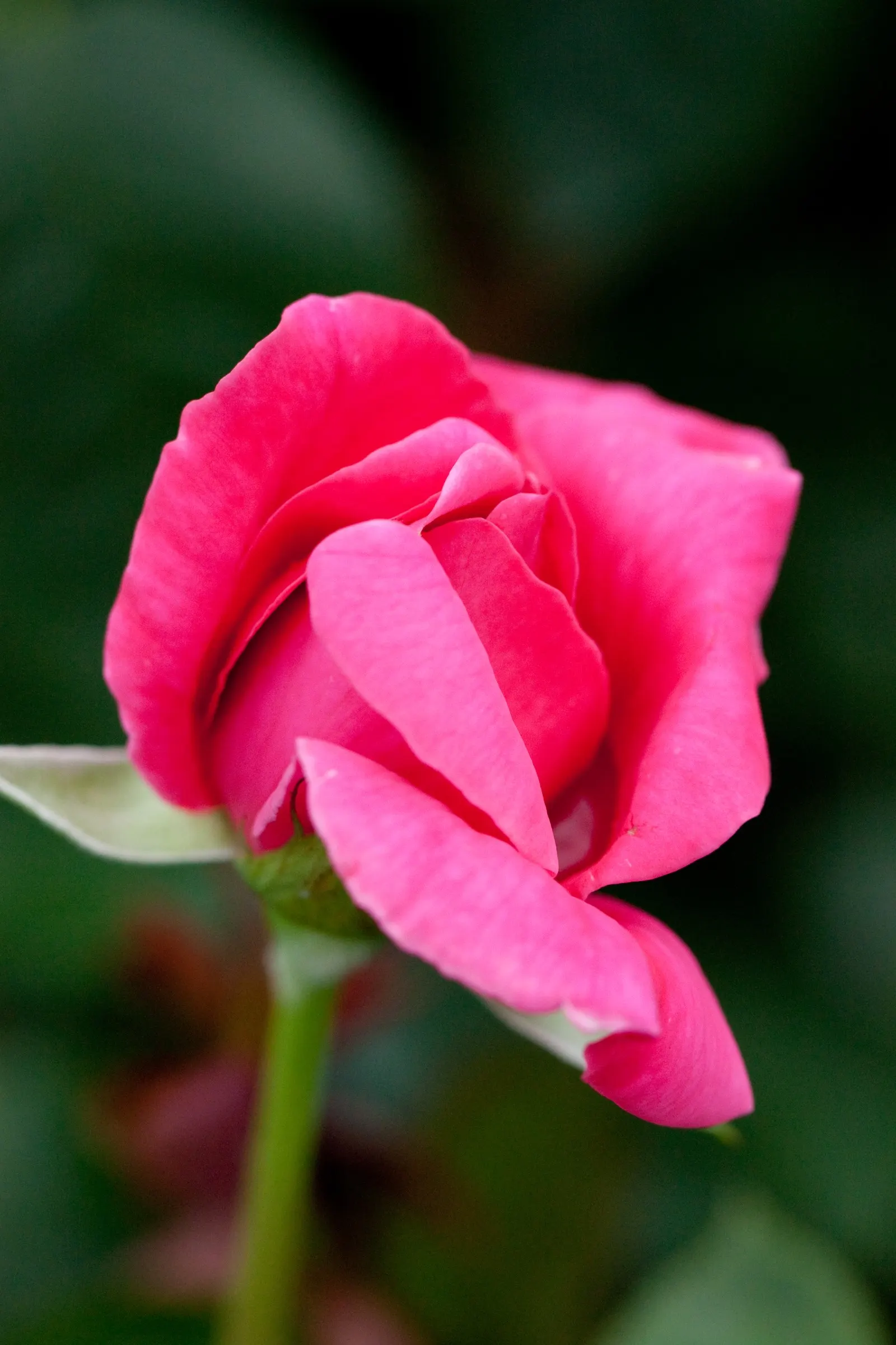 Miss All-American Beauty Garden Ros (Rosa 'Miss All-American Beauty') — promoting healthy growth and mitigating disease.<br><br>Regular watering is crucial