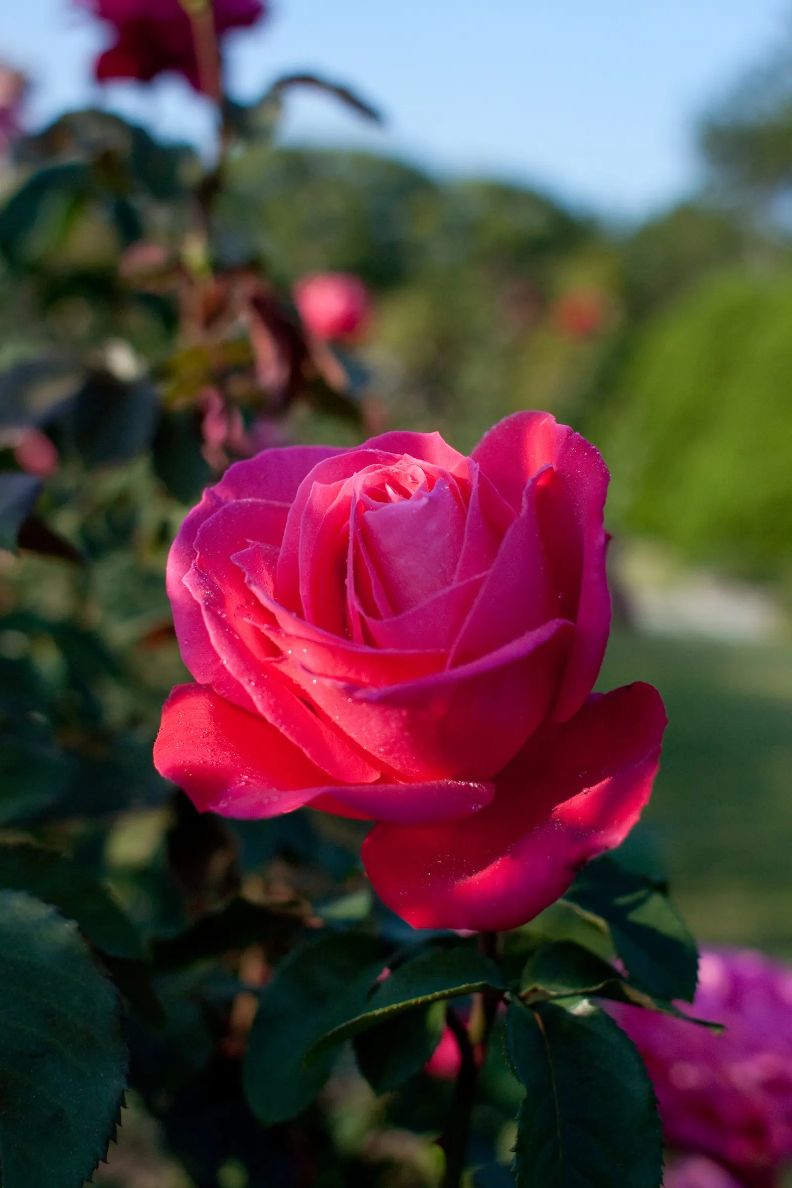 Miss All-American Beauty Garden Ros (Rosa 'Miss All-American Beauty') — It thrives in USDA Hardiness Zones 5 through 9
