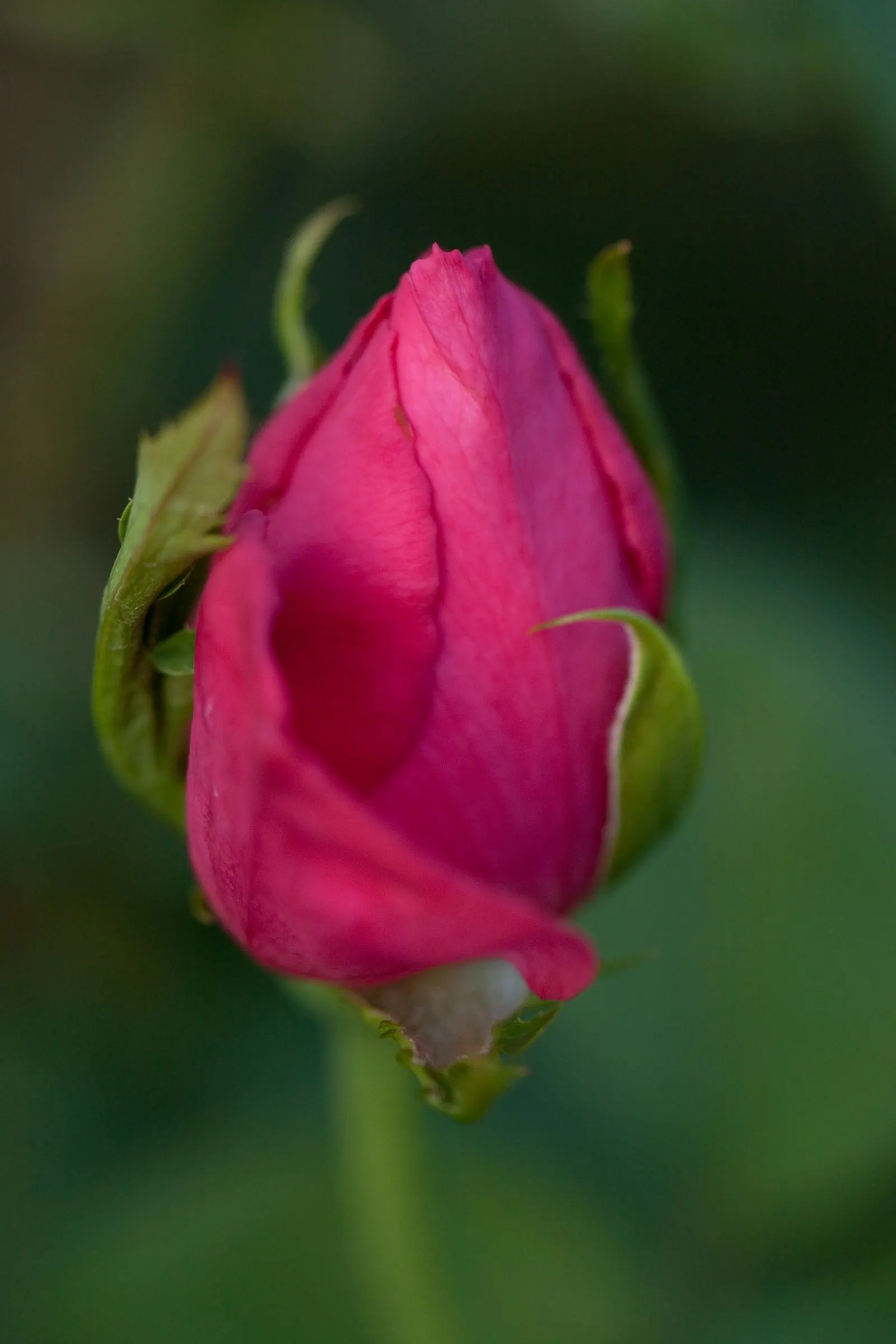 Miss All-American Beauty Garden Ros (Rosa 'Miss All-American Beauty') — hot pink blossoms with a rich