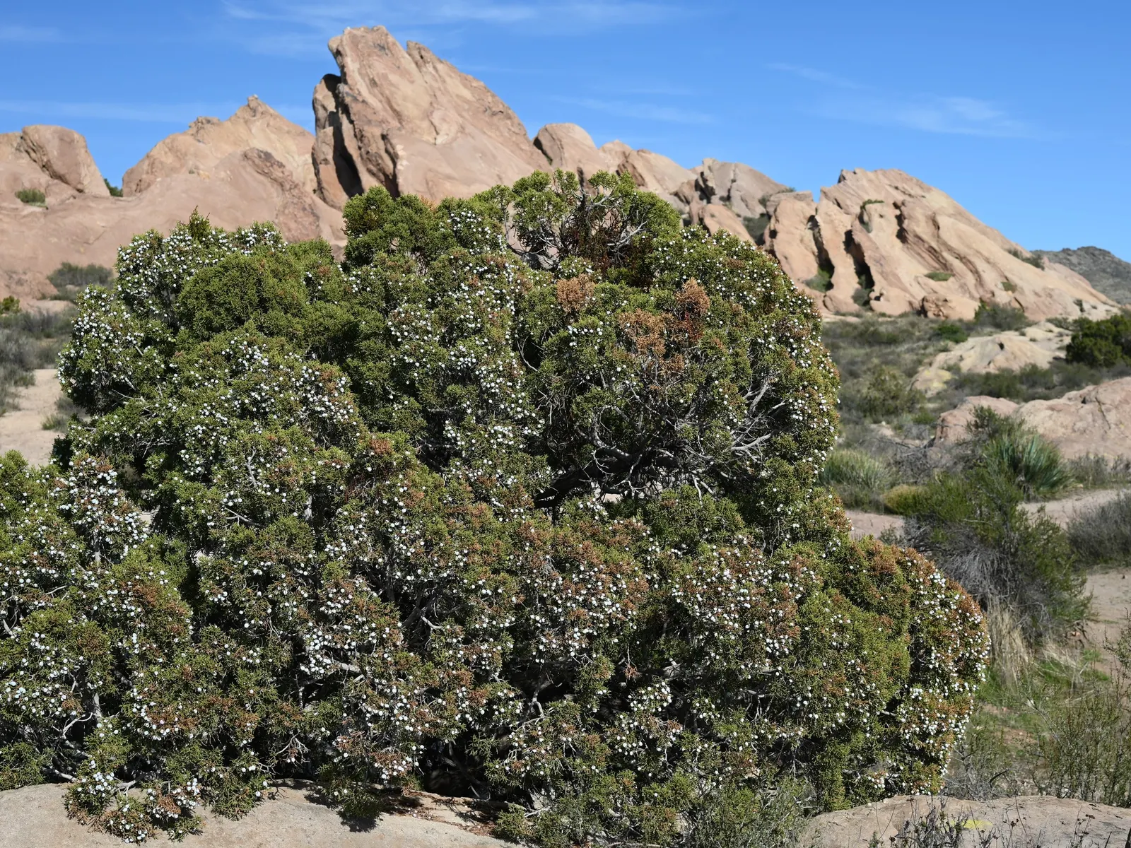 California Juniper (Juniperus Californica) — scientifically known as Juniperus californica; adding a splash of subtle color to the landscape