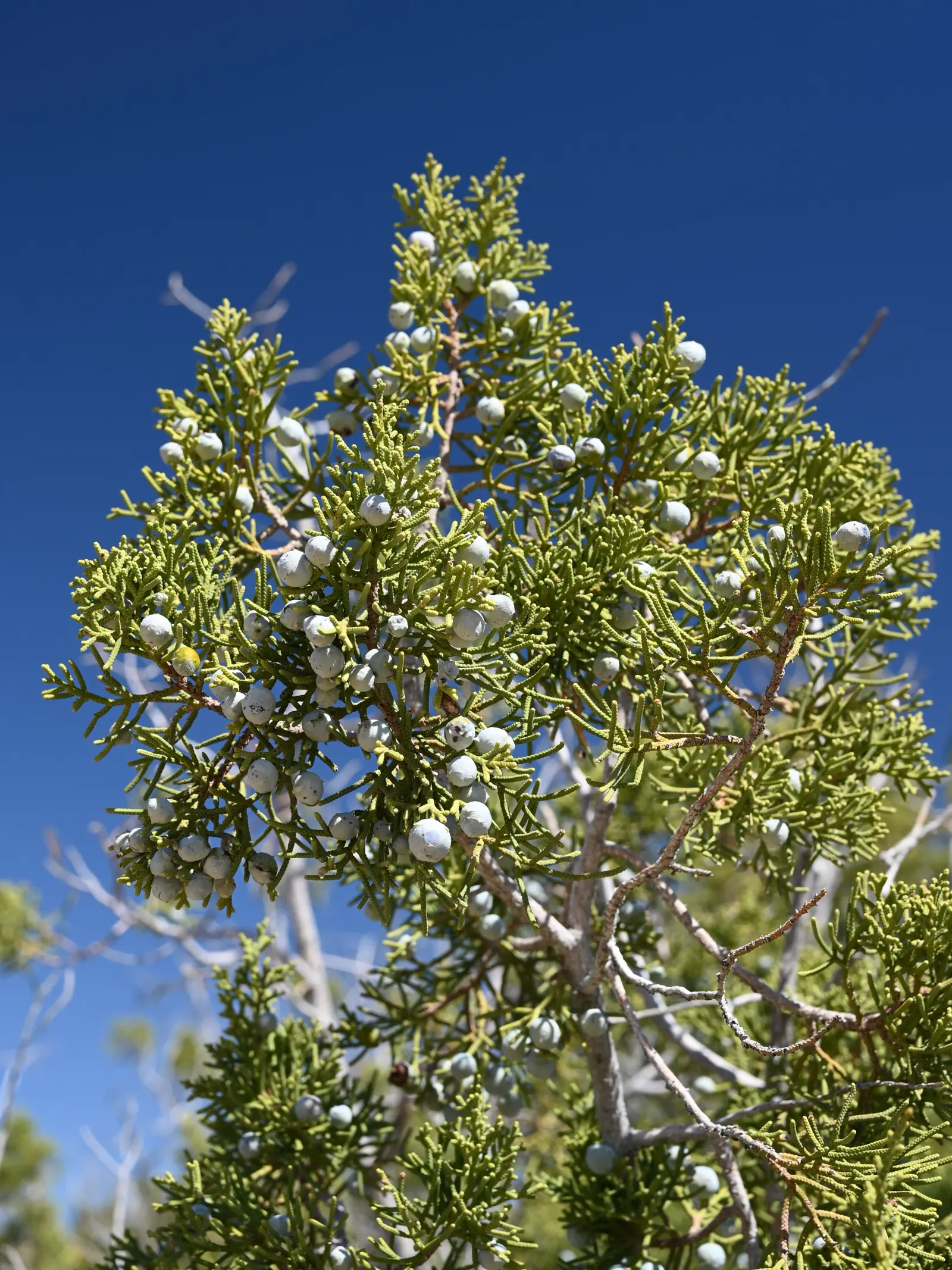 California Juniper (Juniperus Californica) — lightly peeling reddish-brown bark enhance its naturalistic appeal.<br><br>Adapted to USDA Zones 8 to 11