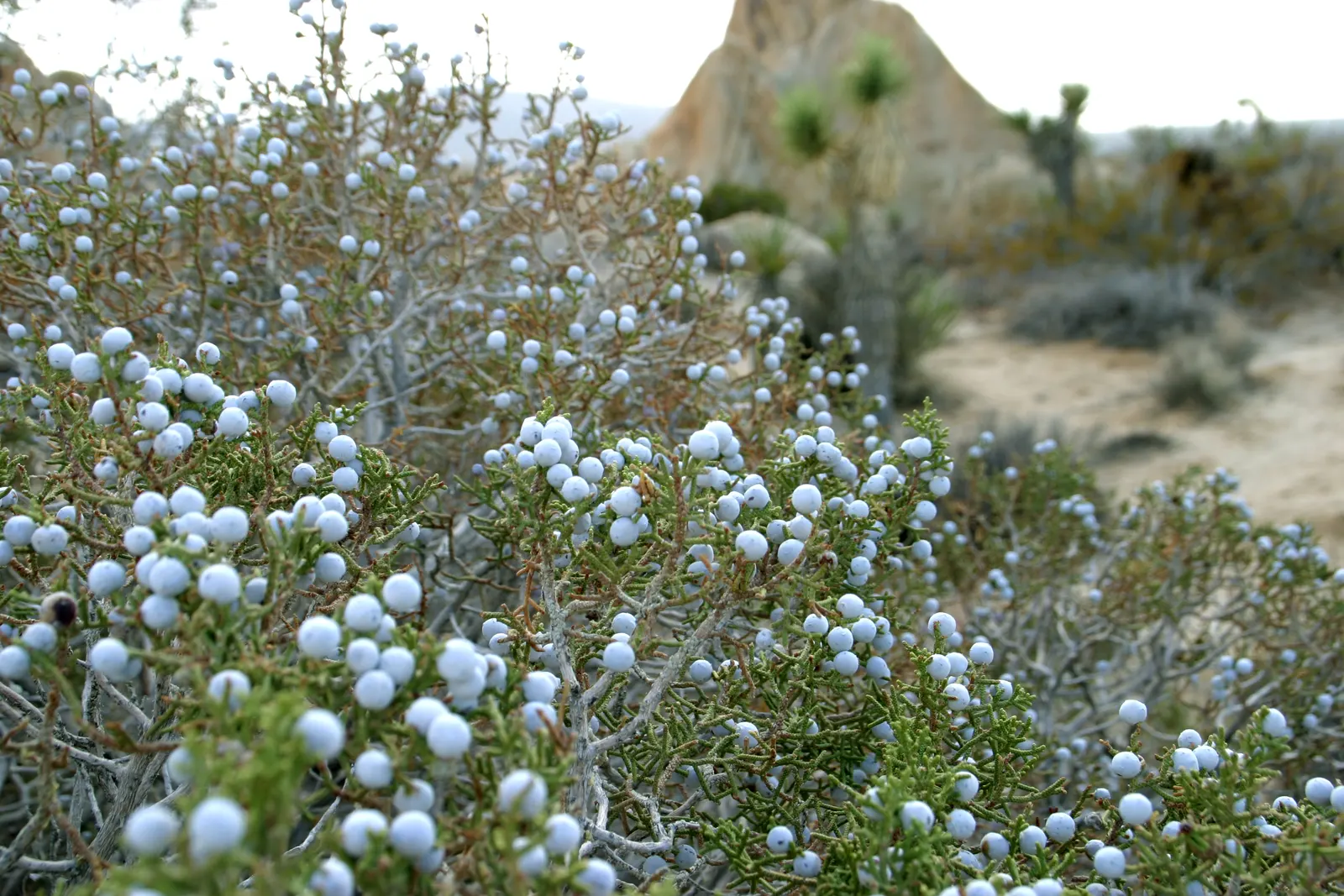 California Juniper (Juniperus Californica) — although it may stretch taller in optimal conditions