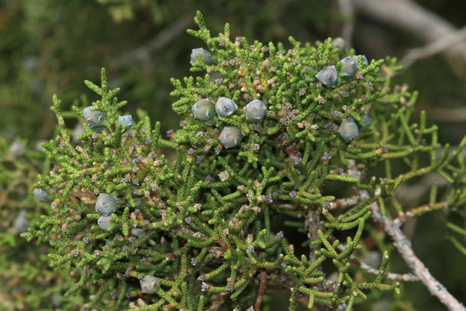 California Juniper (Juniperus Californica) — scientifically known as Juniperus californica