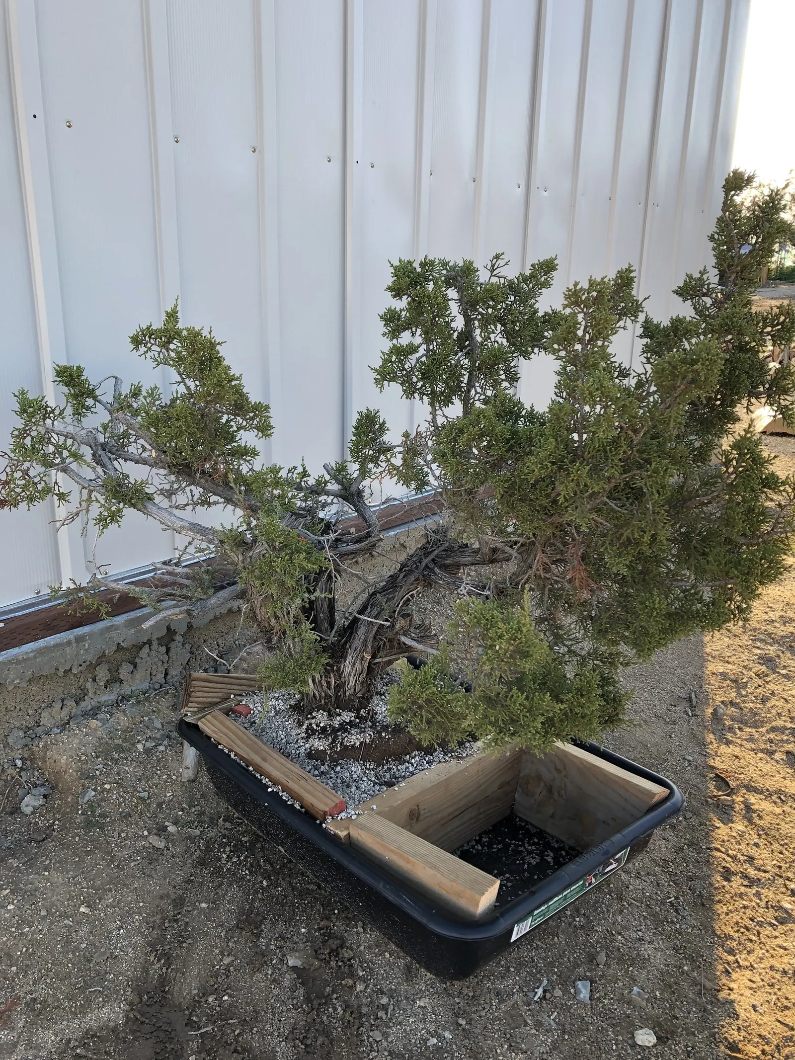 California Juniper (Juniperus Californica) — particularly thriving in California\'s Mojave and Sonoran Deserts; a well-suited addition to xeriscapes and native