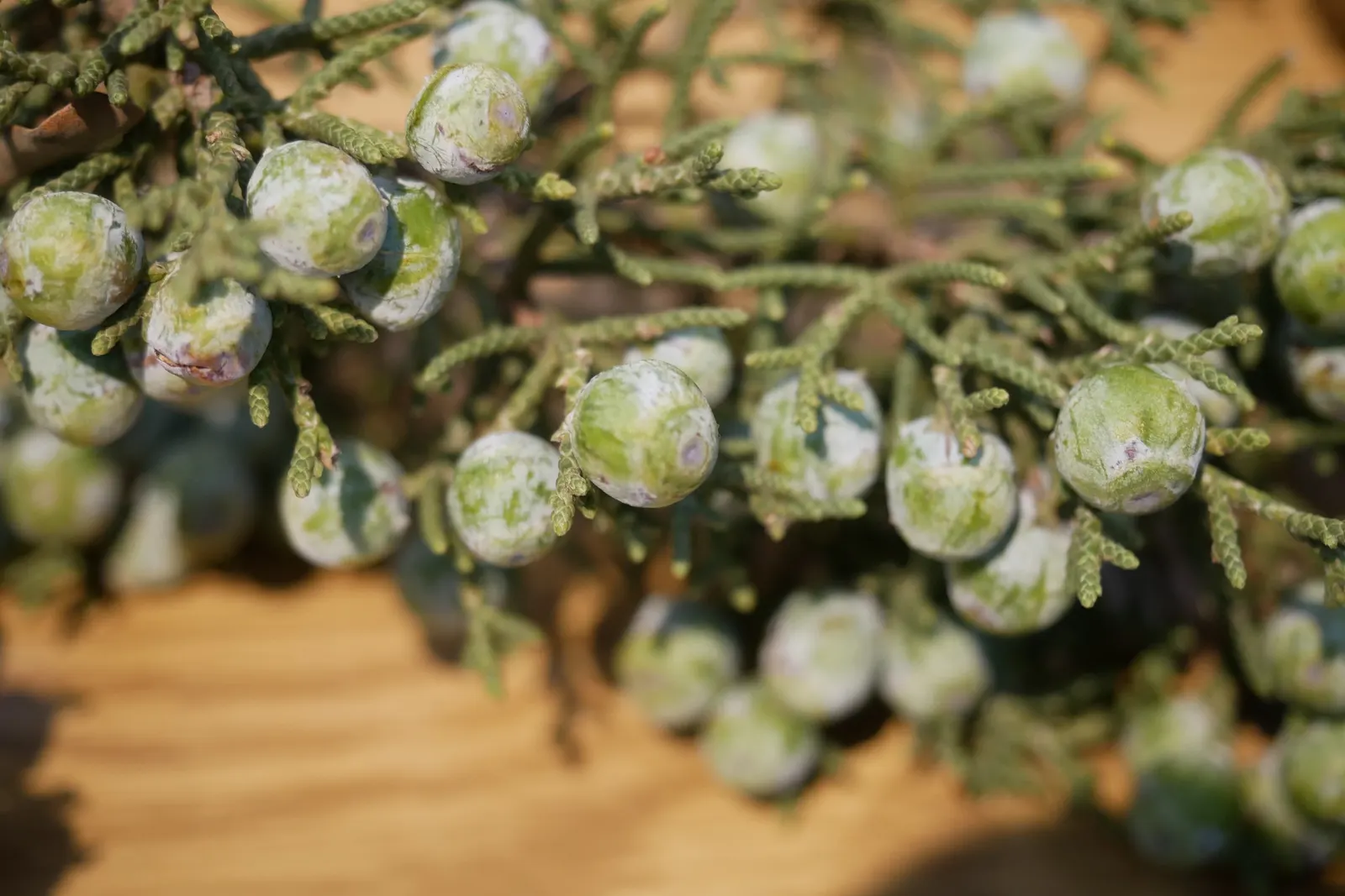California Juniper (Juniperus Californica) — making it a practical choice for sustainable landscaping.<br><br>Typically; it bears berry-like cones attractive