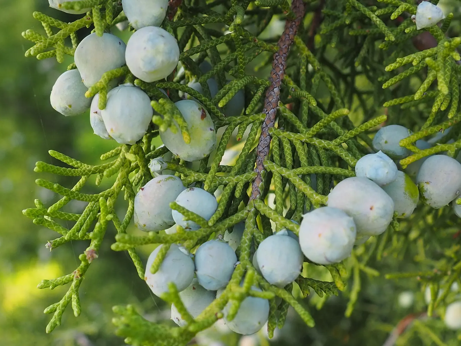 California Juniper (Juniperus Californica) — It bears berry-like cones attractive to wildlife