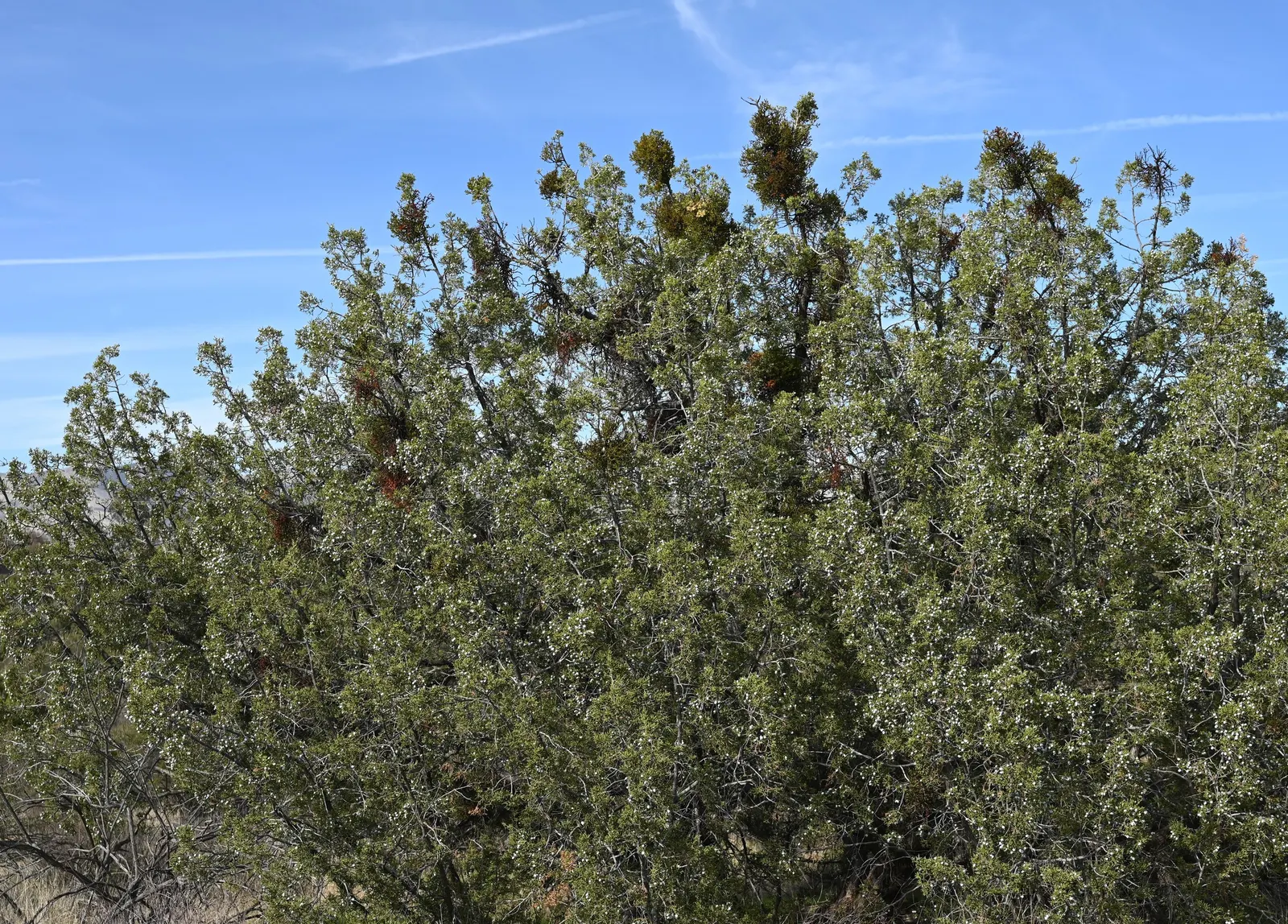 California Juniper (Juniperus Californica) — adding a splash of subtle color to the landscape