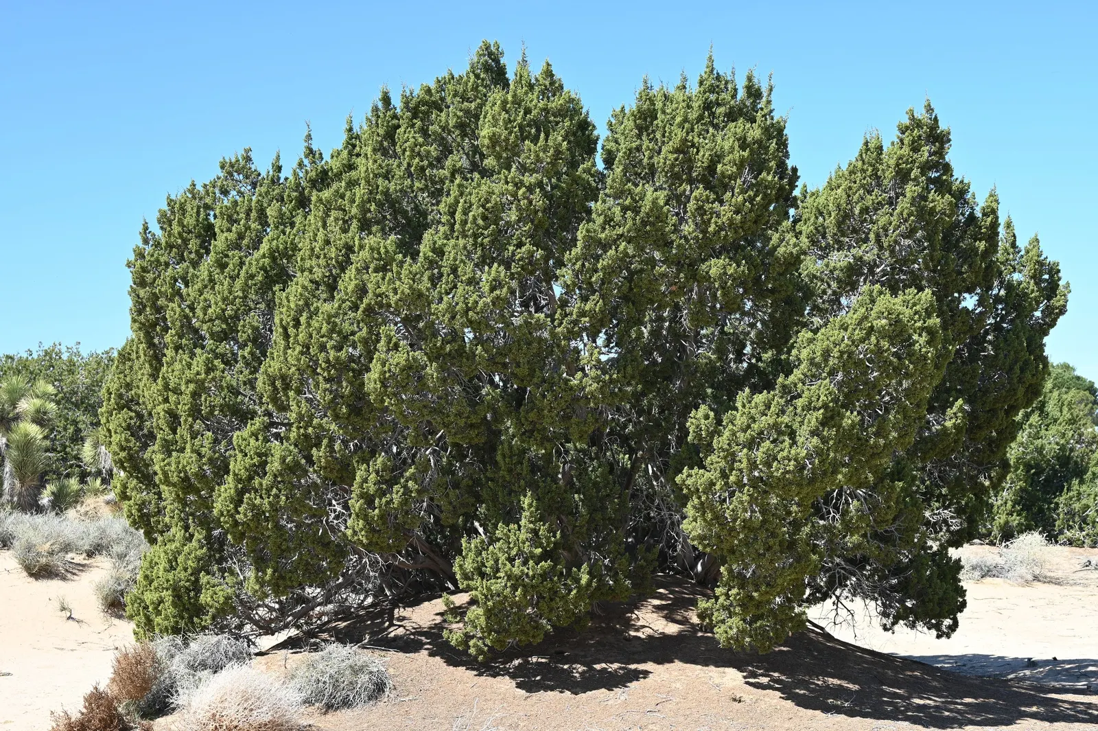 California Juniper (Juniperus Californica) — These berries are a critical food source for local wildlife such as birds and small mammals