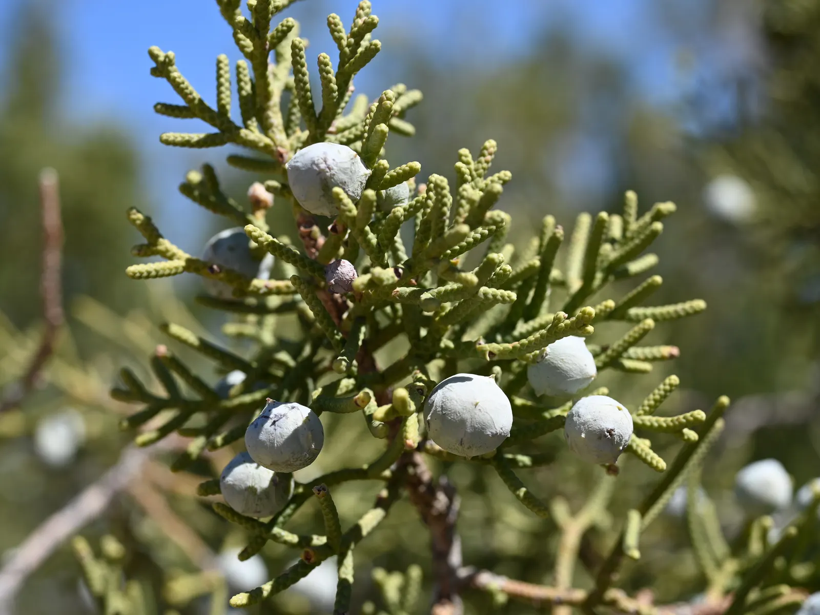 California Juniper (Juniperus Californica) — adds a unique texture and offers year-round visual interest