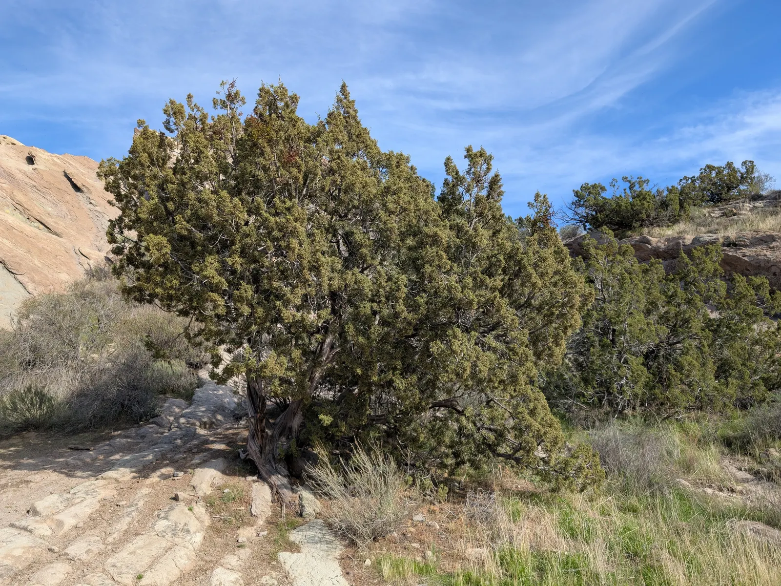 California Juniper (Juniperus Californica) — this juniper species is renowned for its drought tolerance and low-maintenance characteristics; adding a splash of