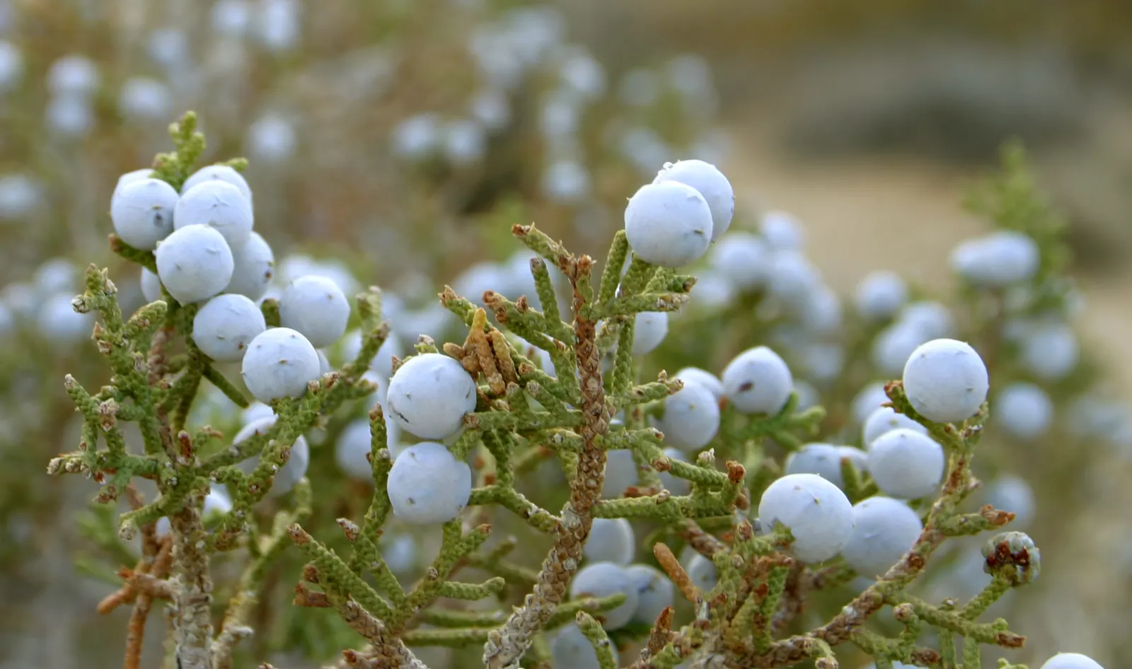 California Juniper (Juniperus Californica) — californica reaches a mature height and spread of about 10 to 15 feet