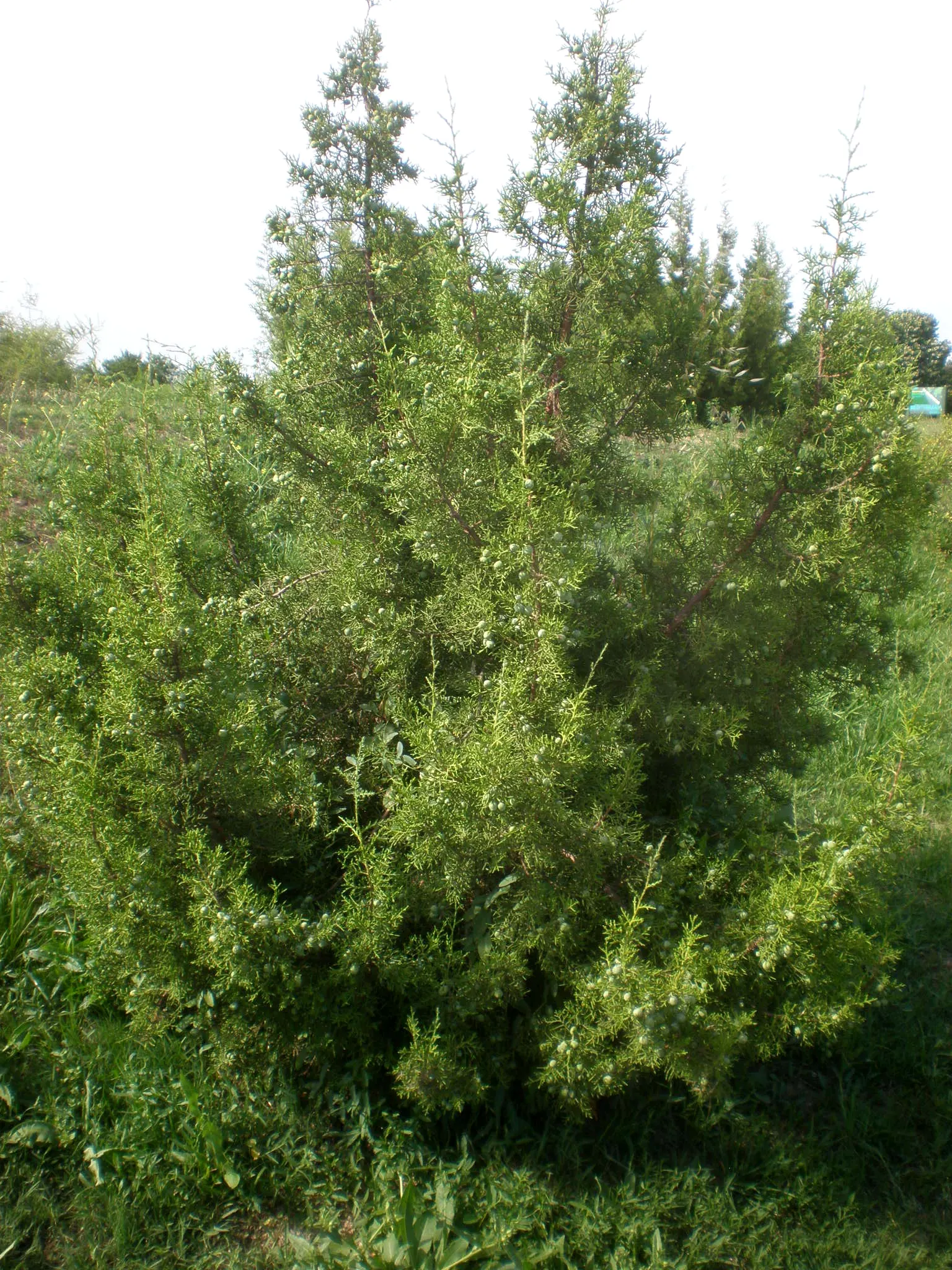 California Juniper (Juniperus Californica) — or "juniper berries," which mature to a silvery-blue hue