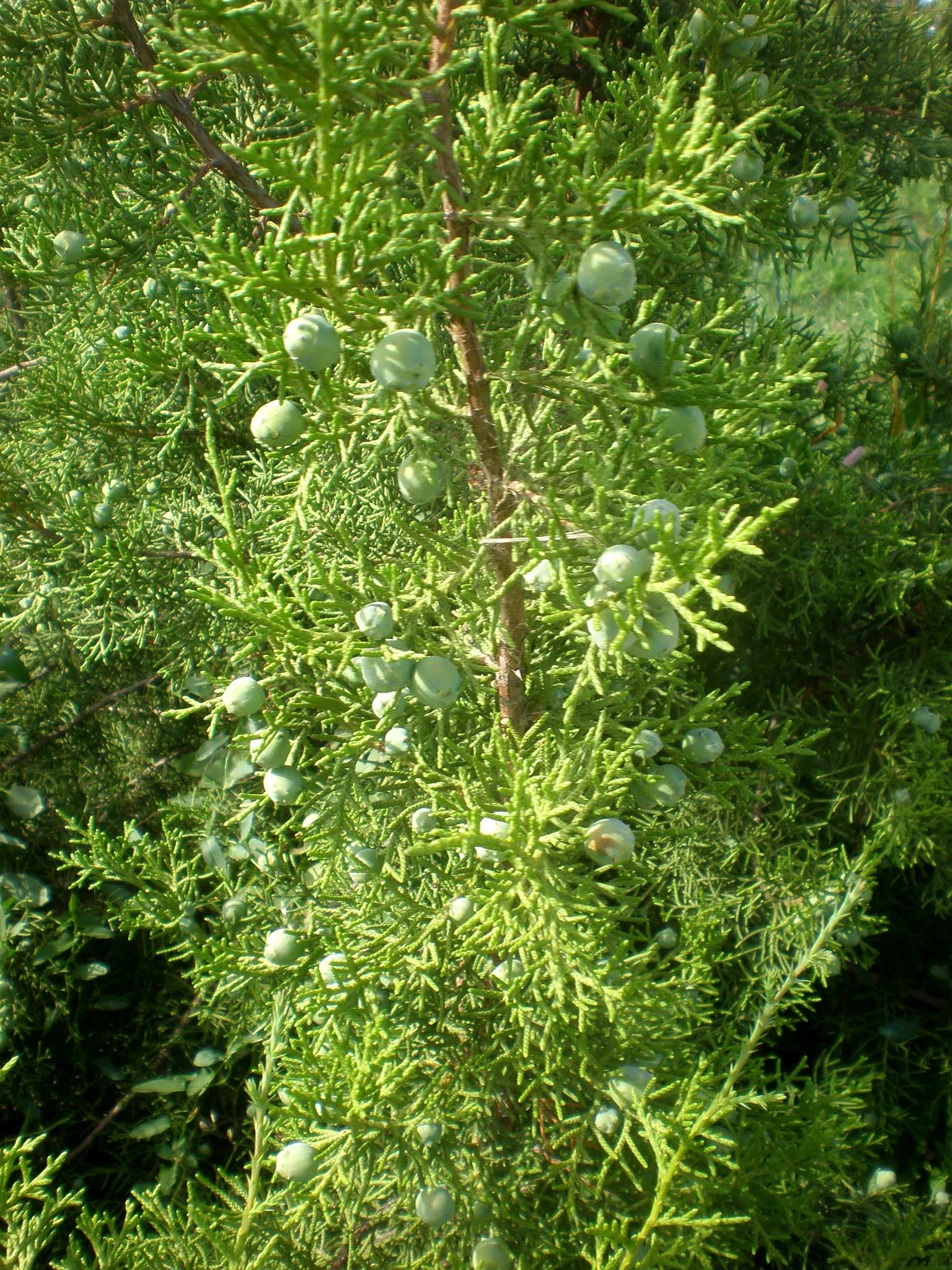 California Juniper (Juniperus Californica) — the California Juniper relishes full sun exposure and well-drained soils
