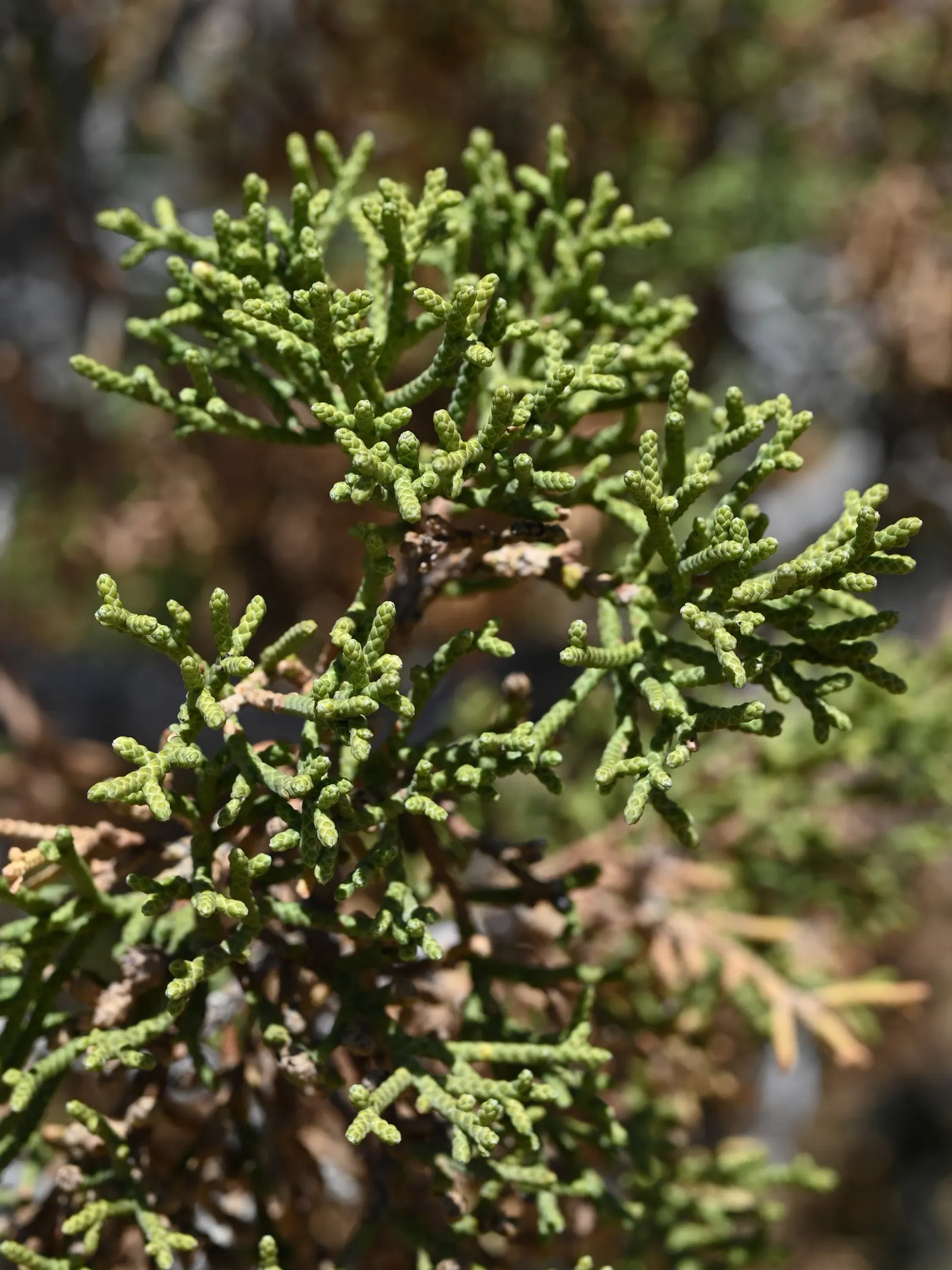 California Juniper (Juniperus Californica) — It bears berry-like cones attractive to wildlife; adding a splash of subtle color to the landscape