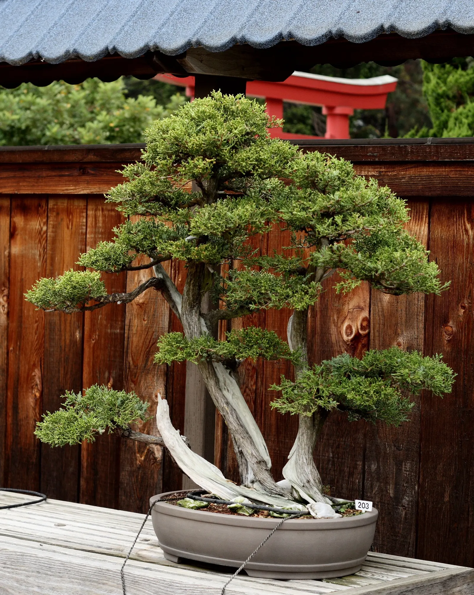 California Juniper (Juniperus Californica) — The plant\'s irregular growth habit and attractive