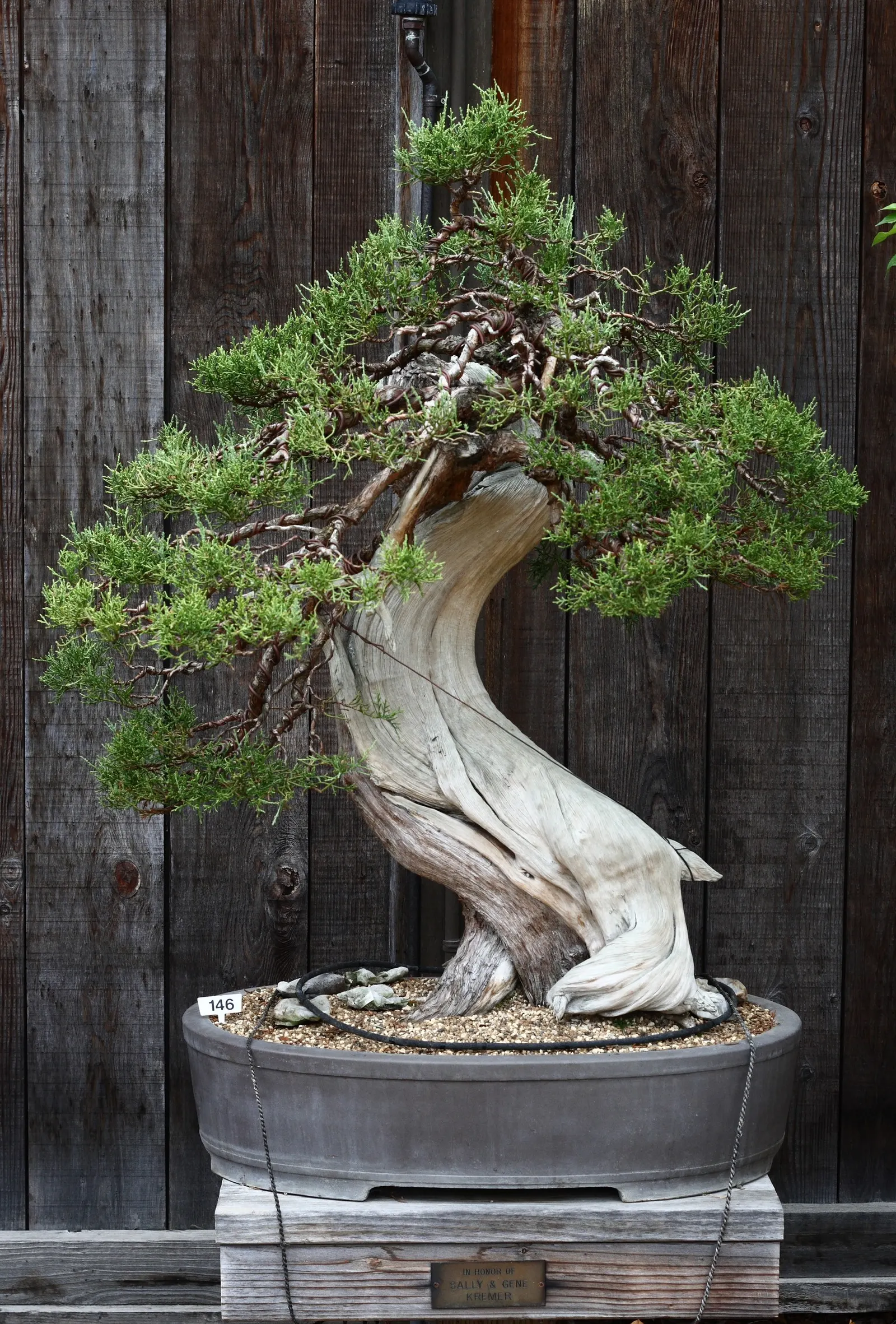 California Juniper (Juniperus Californica) — A well-suited addition to xeriscapes and native plant gardens