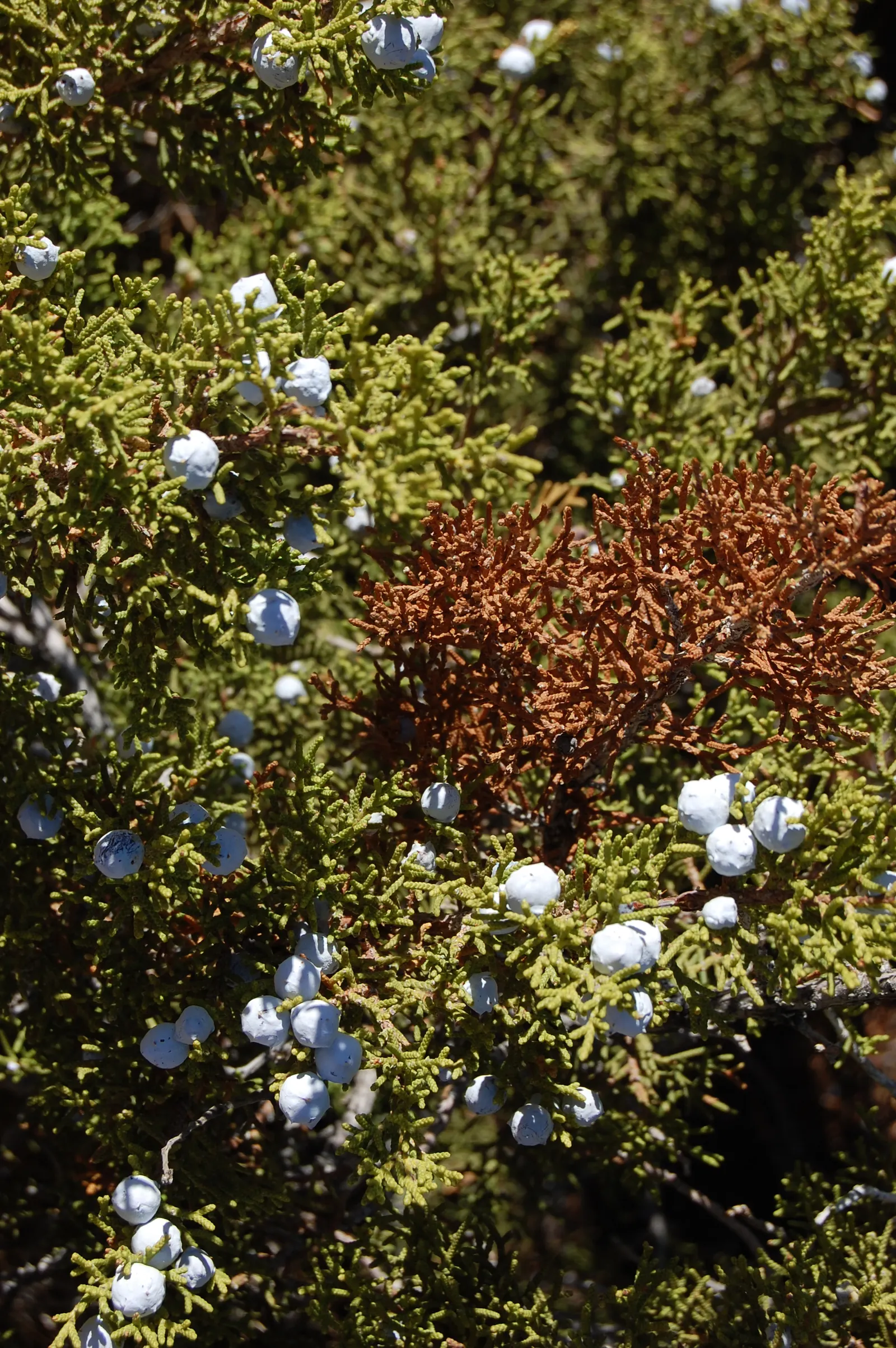 California Juniper (Juniperus Californica) — Ideal for xeriscaping, it tolerates poor soils and hot conditions; it bears berry-like cones attractive to wildlife
