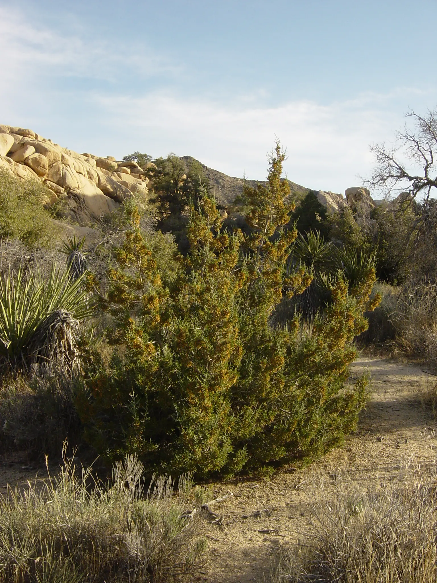 California Juniper (Juniperus Californica) — this juniper species is renowned for its drought tolerance and low-maintenance characteristics