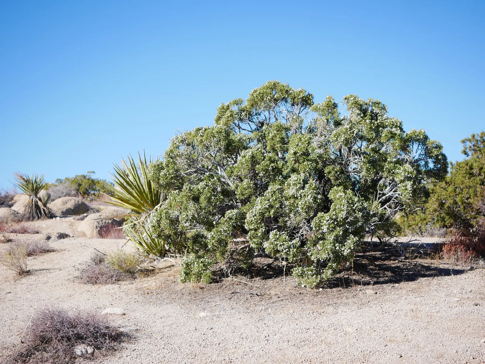 California Juniper (Juniperus Californica) — particularly thriving in California\'s Mojave and Sonoran Deserts
