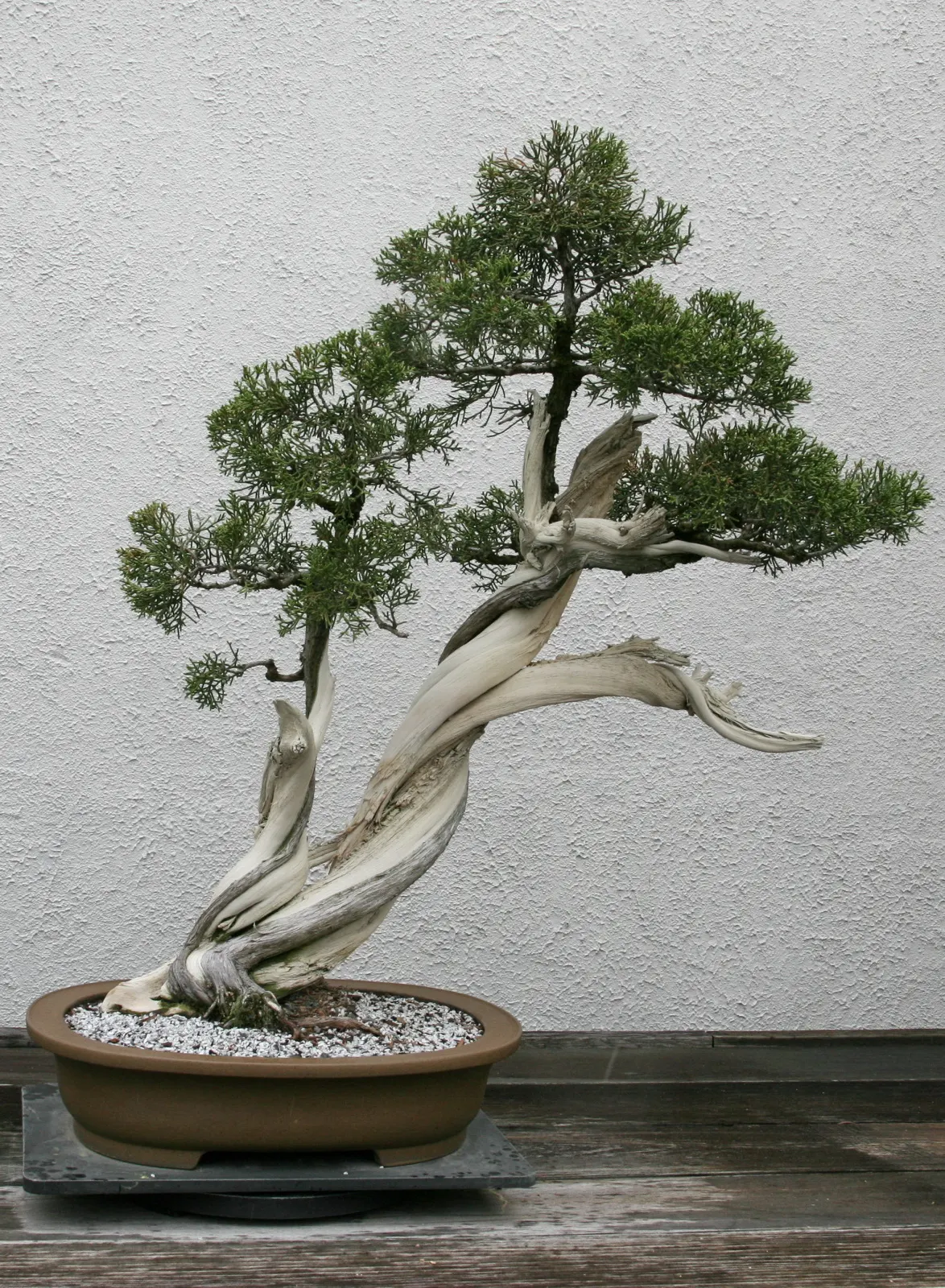 California Juniper (Juniperus Californica) — although it may stretch taller in optimal conditions; the plant\'s irregular growth habit and attractive