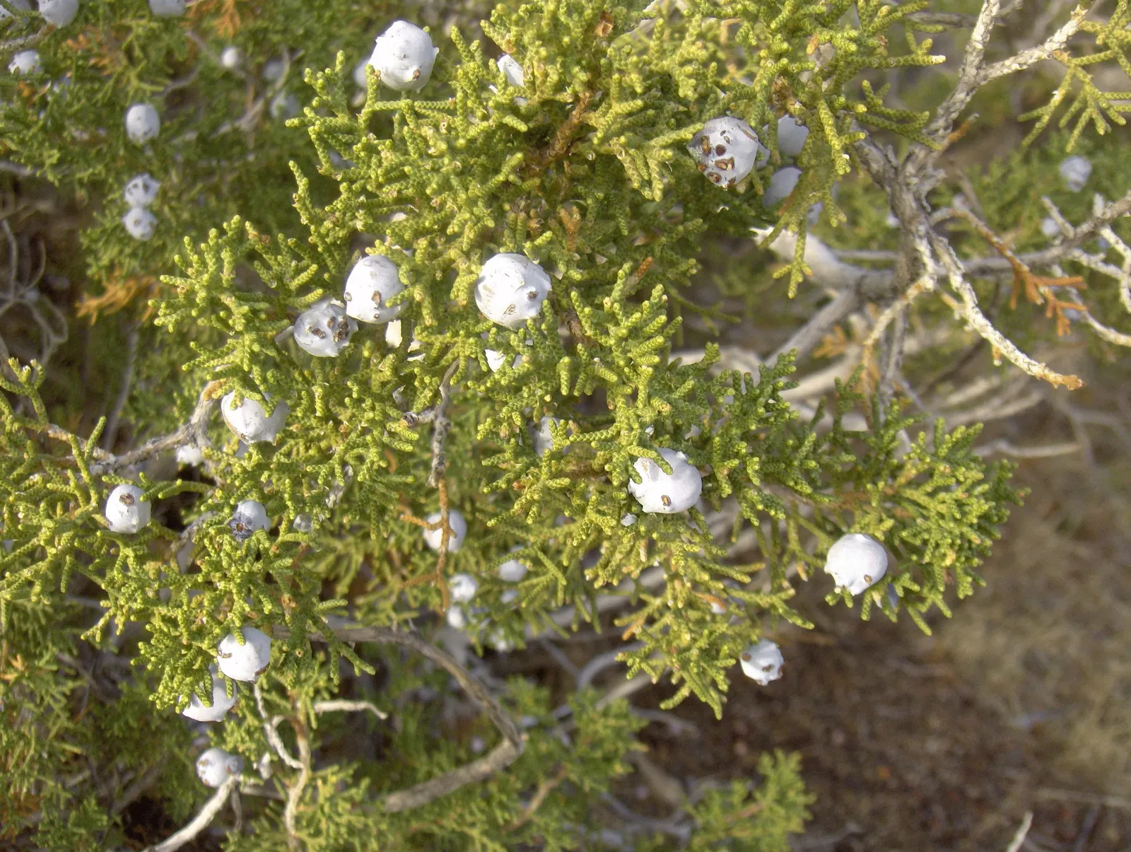 California Juniper (Juniperus Californica) — It typically grows to 10-15 ft with a spread of 10-15 ft; a well-suited addition to xeriscapes and native plant