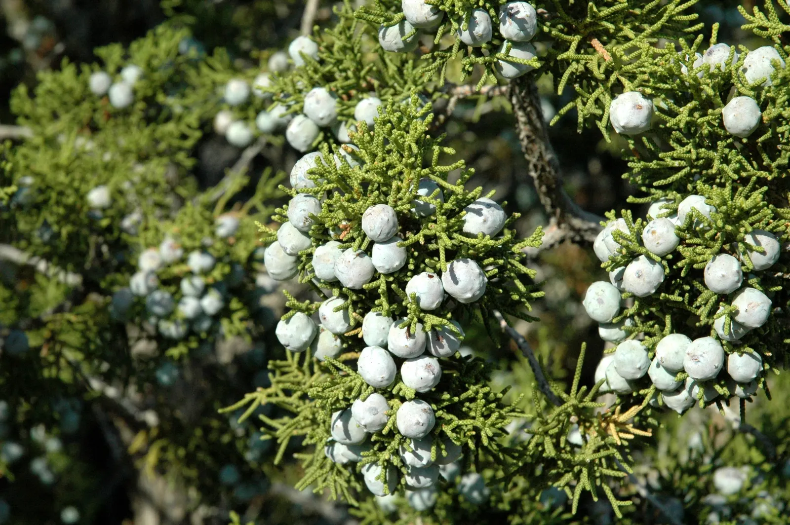California Juniper (Juniperus Californica) — It is highly adaptable to poor soils, including sandy and rocky substrates, illustrating its resilience