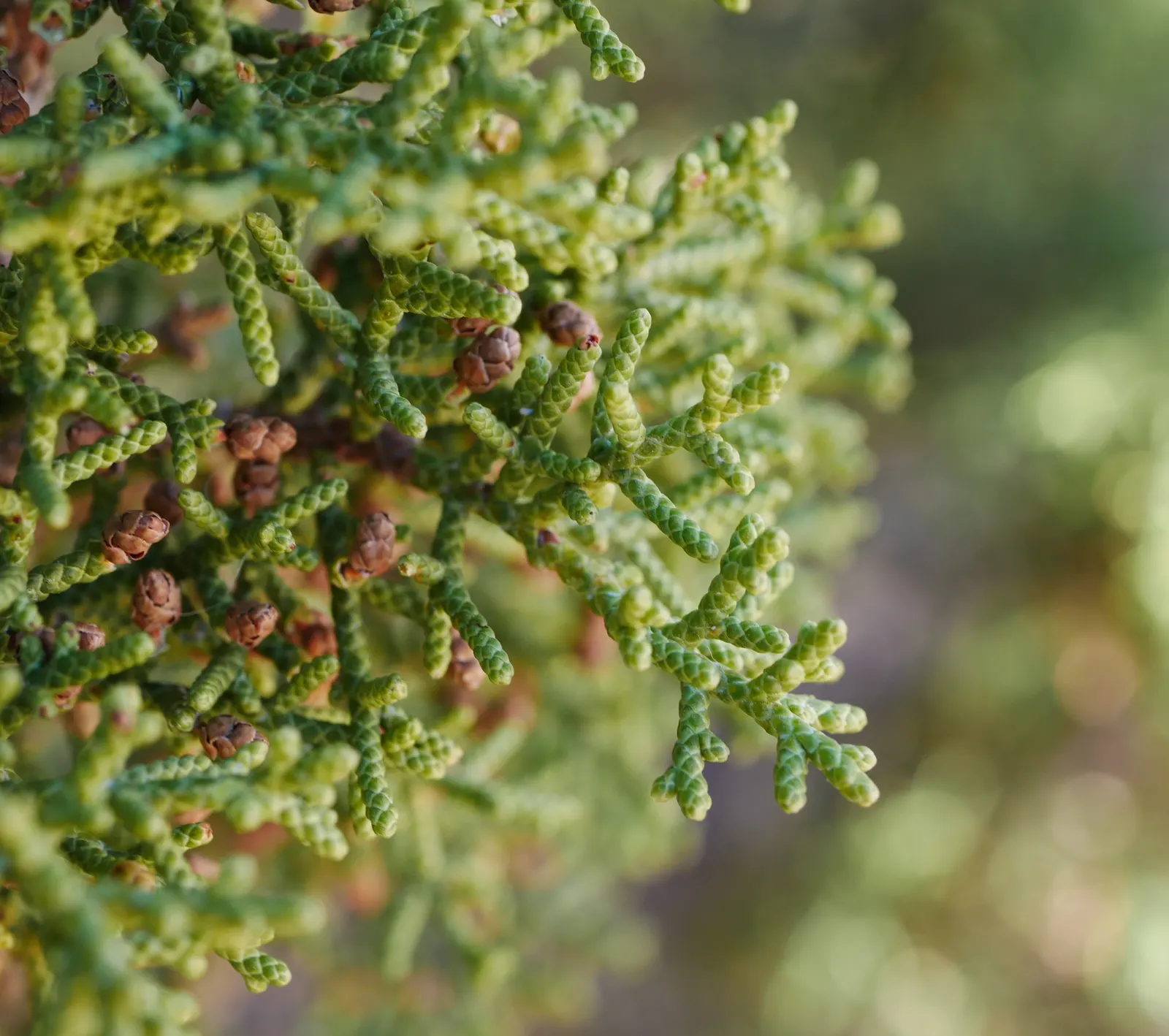 California Juniper (Juniperus Californica) — composed of bluish-gray to greenish scales