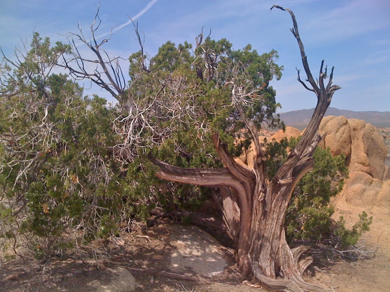California Juniper (Juniperus Californica) — female trees produce berry-like cones