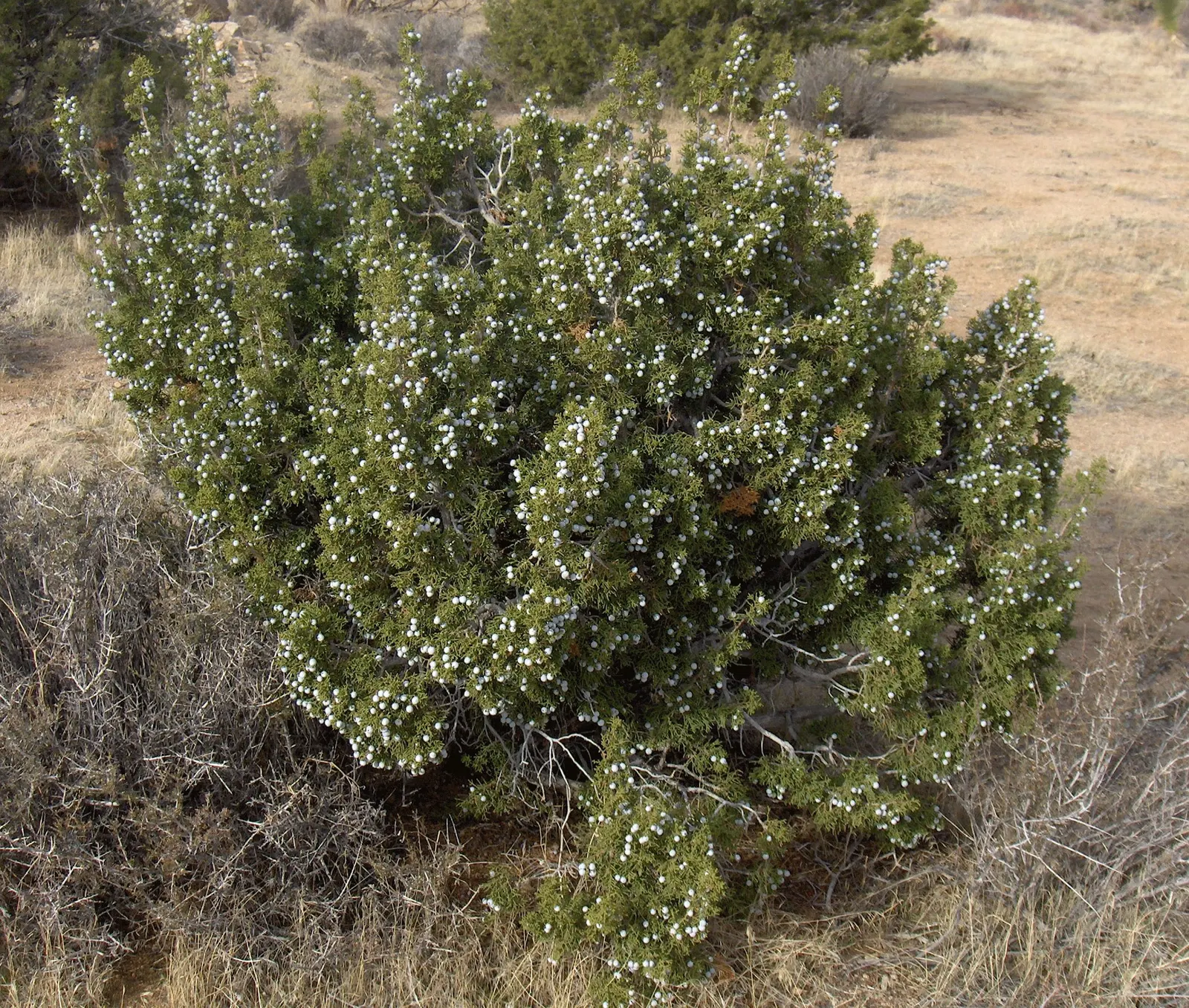 California Juniper (Juniperus Californica) — Plant in full sun and provide minimal water once established for a resilient; a well-suited addition to xeriscapes