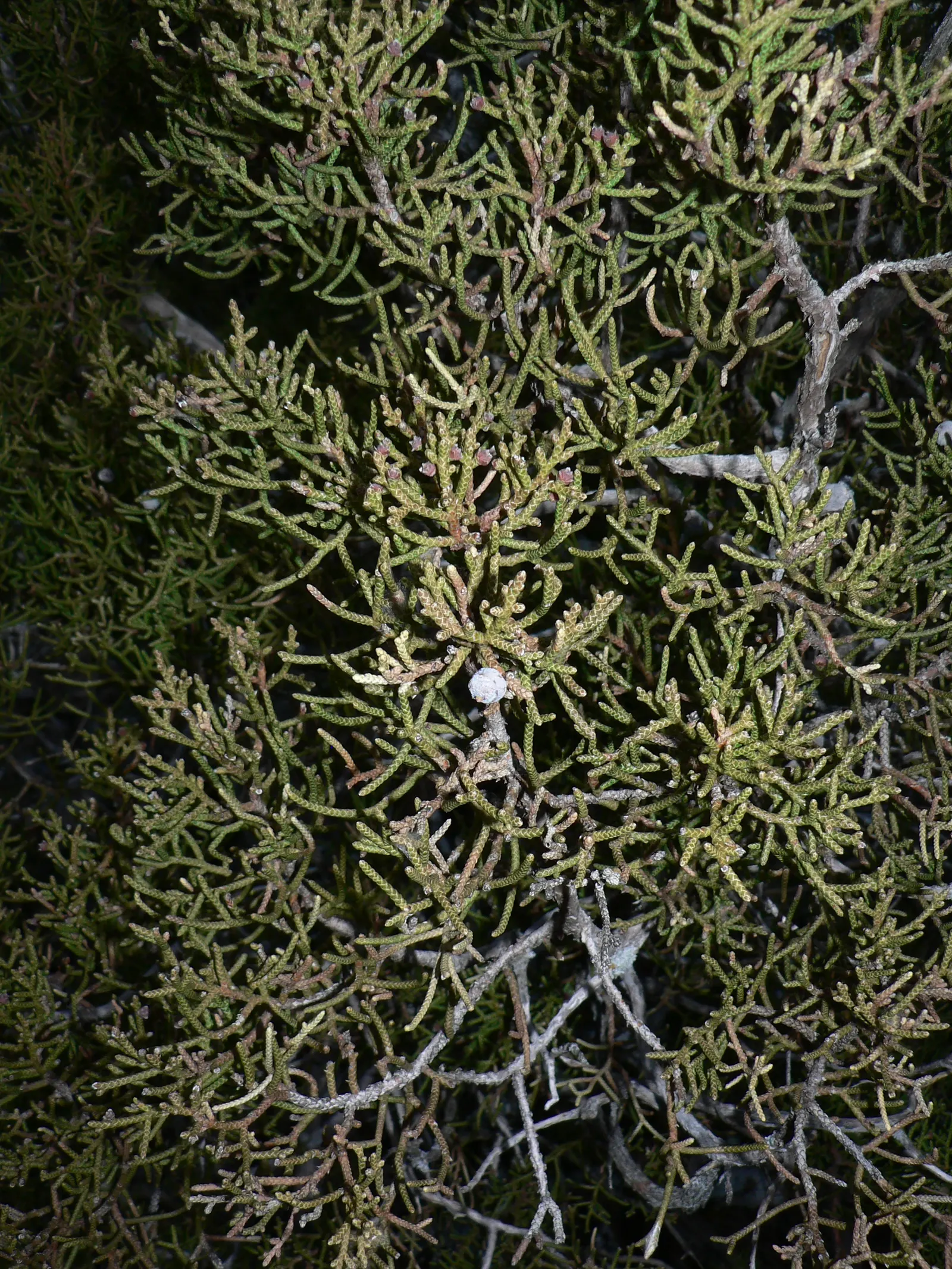 California Juniper (Juniperus Californica) — it is highly resistant to pests and diseases.<br><br>Seasonally