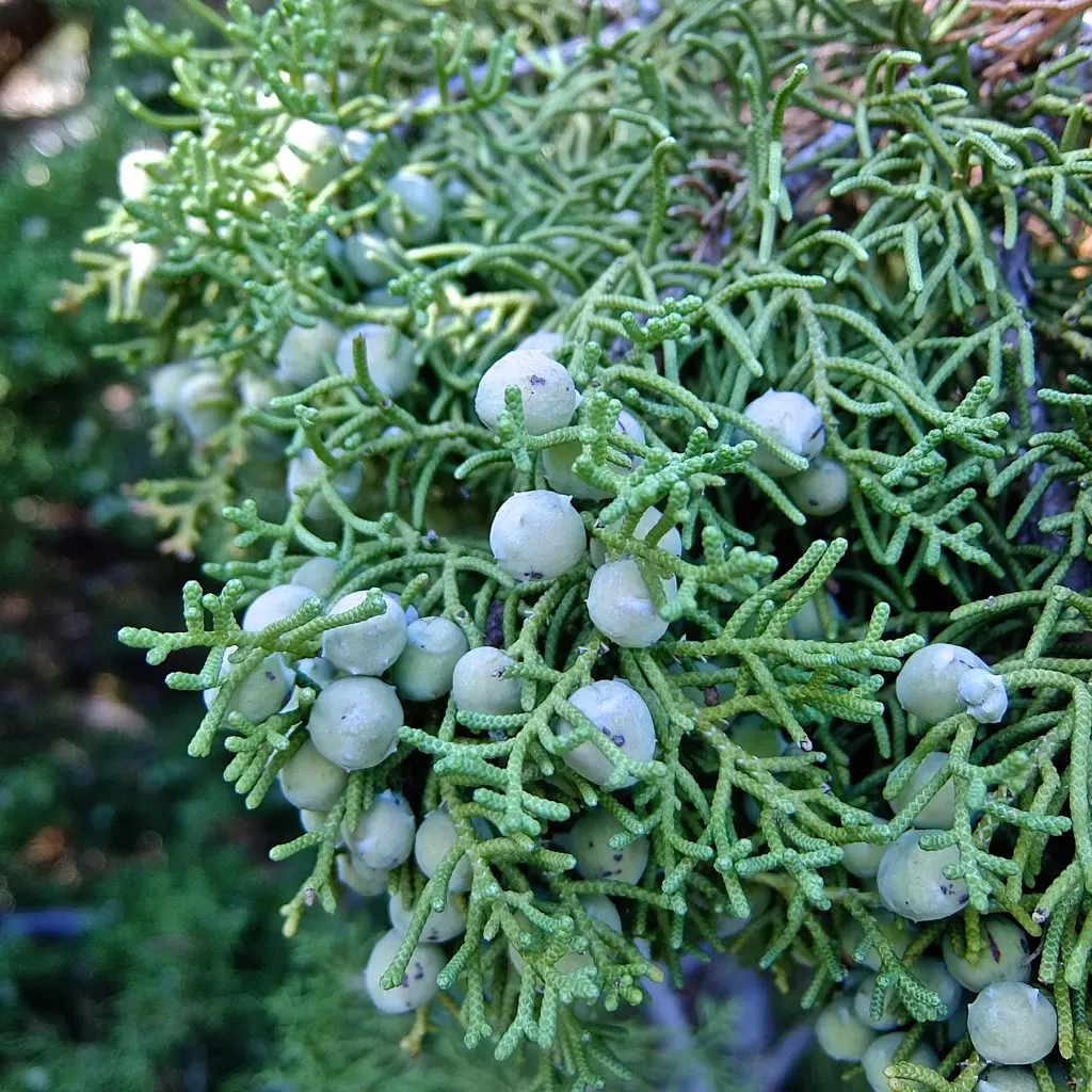 California Juniper (Juniperus Californica) — making it a practical choice for sustainable landscaping.<br><br>Typically