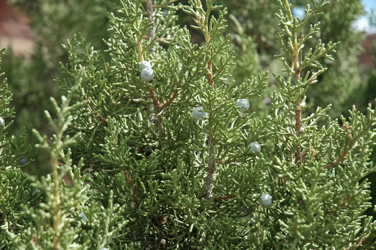 California Juniper (Juniperus Californica) — low-maintenance addition to landscapes; the plant\'s irregular growth habit and attractive