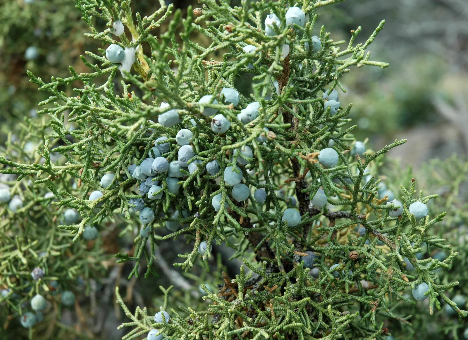 California Juniper (Juniperus Californica) — showcasing dense blue-green foliage and reddish-brown bark; the plant\'s irregular growth habit and attractive